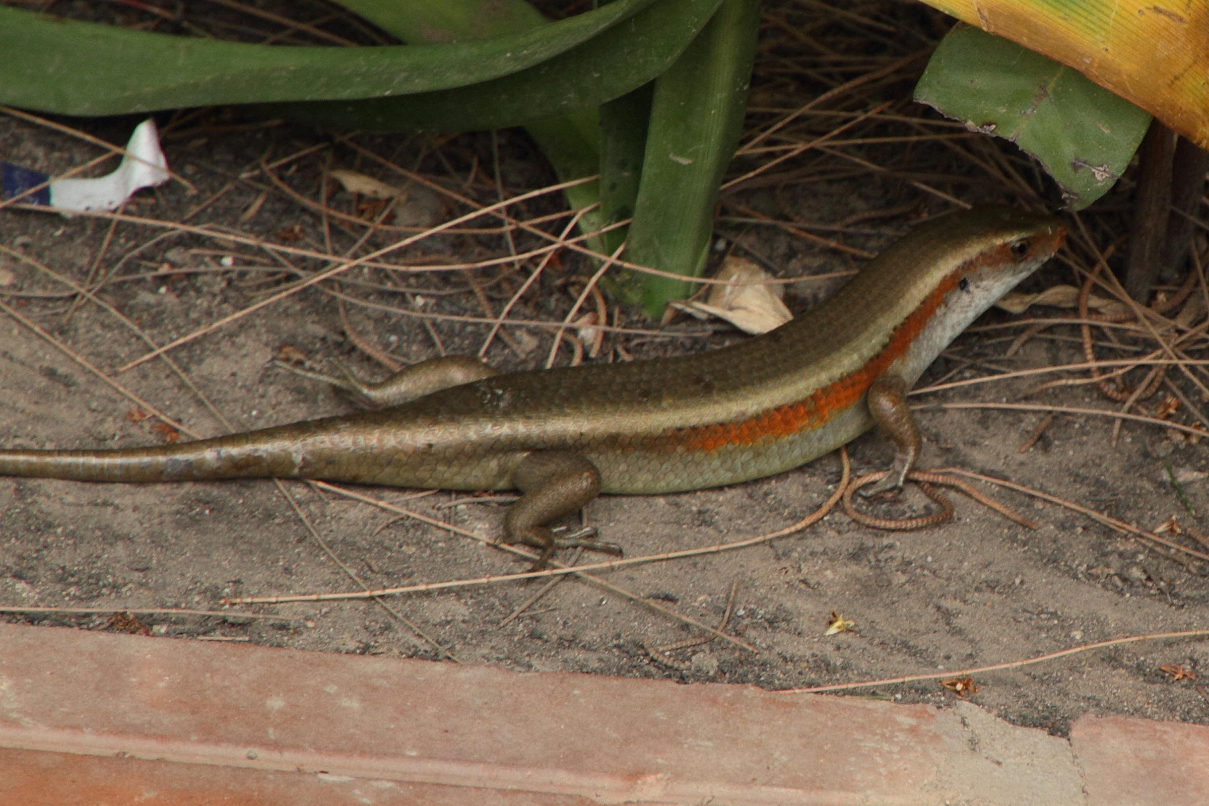 eutropis_multifasciata3md