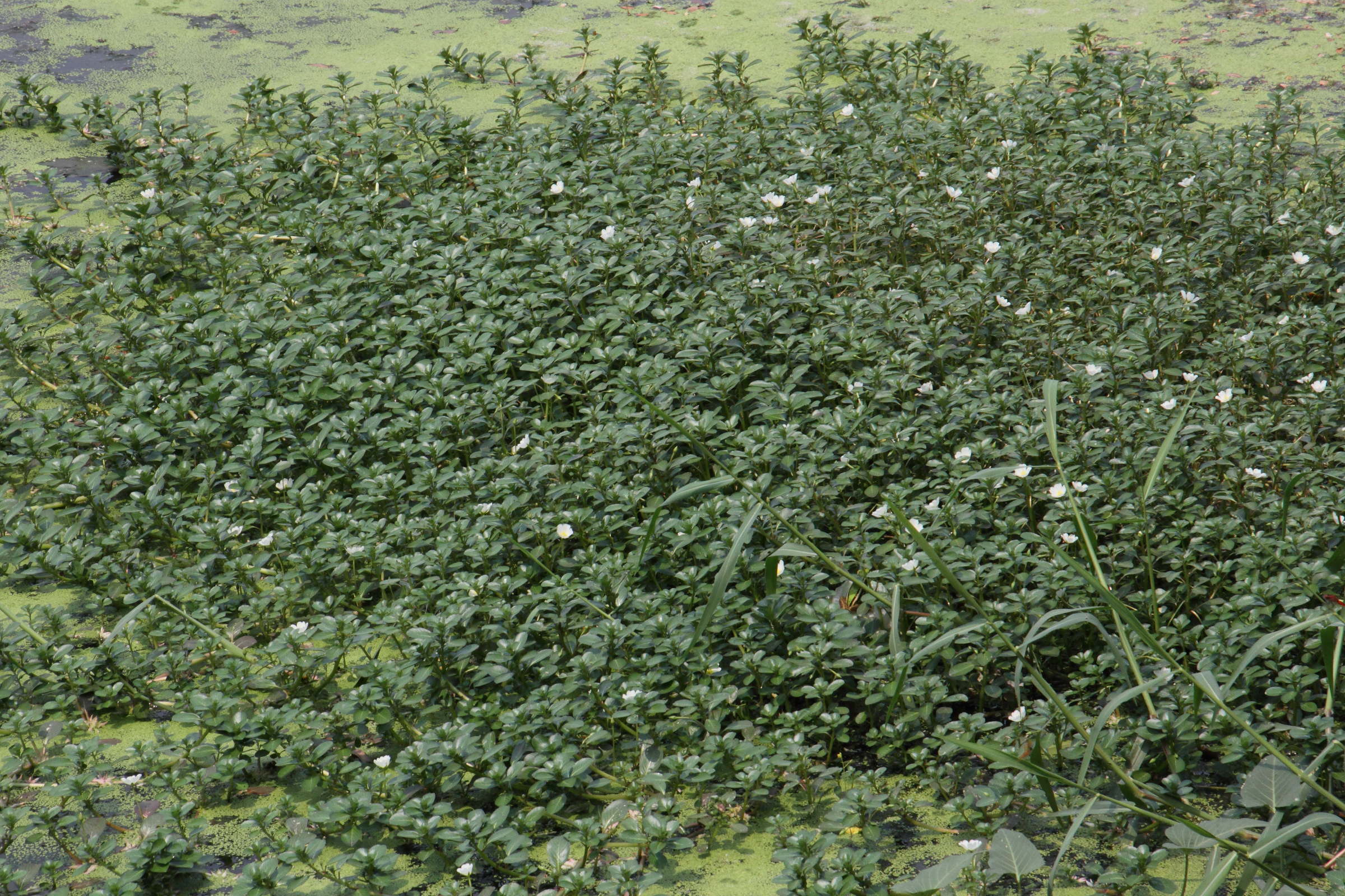 ludwigia_adsendens3md