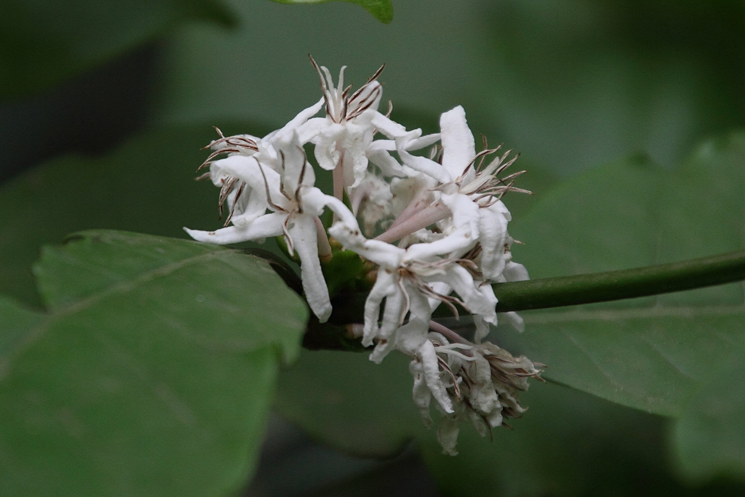 Afficher le média coffea_liberica2md coffea_liberica2md