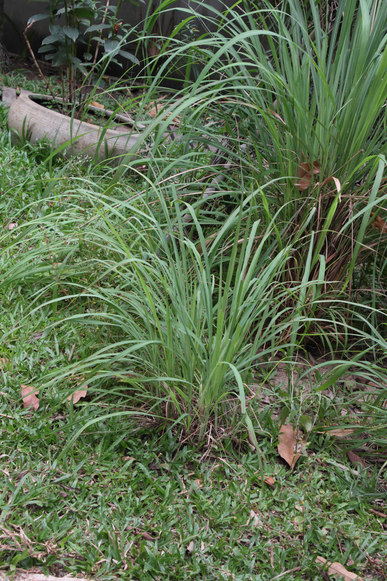 Afficher le média cymbopogon_citratus1md cymbopogon_citratus1md