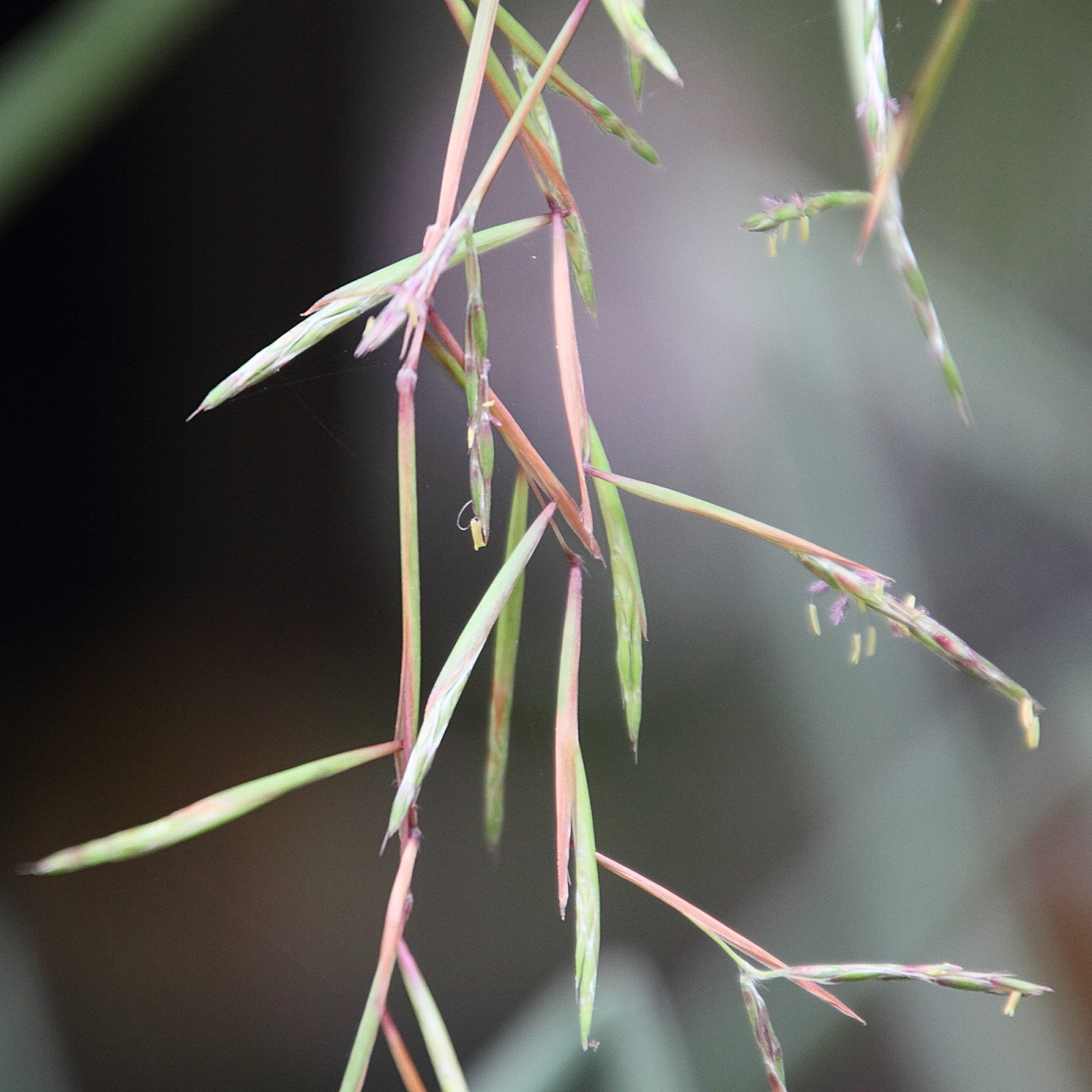 Afficher le média cymbopogon_citratus2md cymbopogon_citratus2md