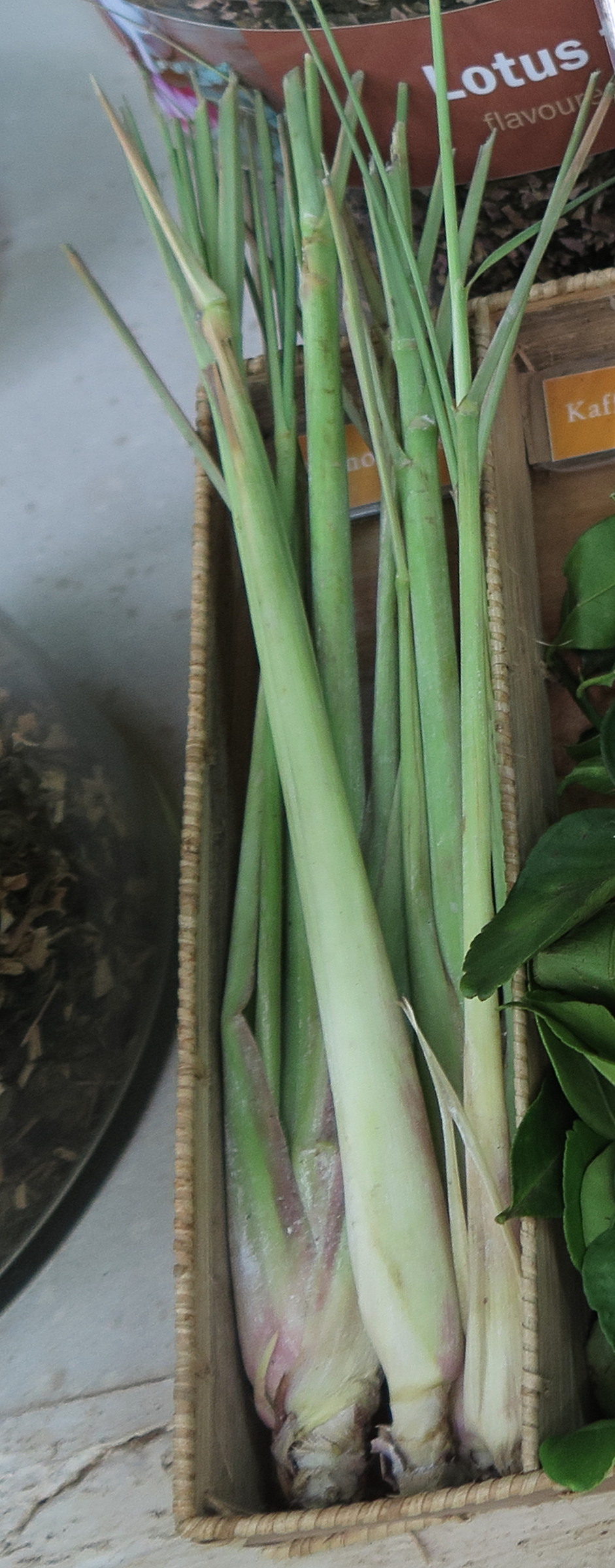 Afficher le média cymbopogon_citratus4md cymbopogon_citratus4md