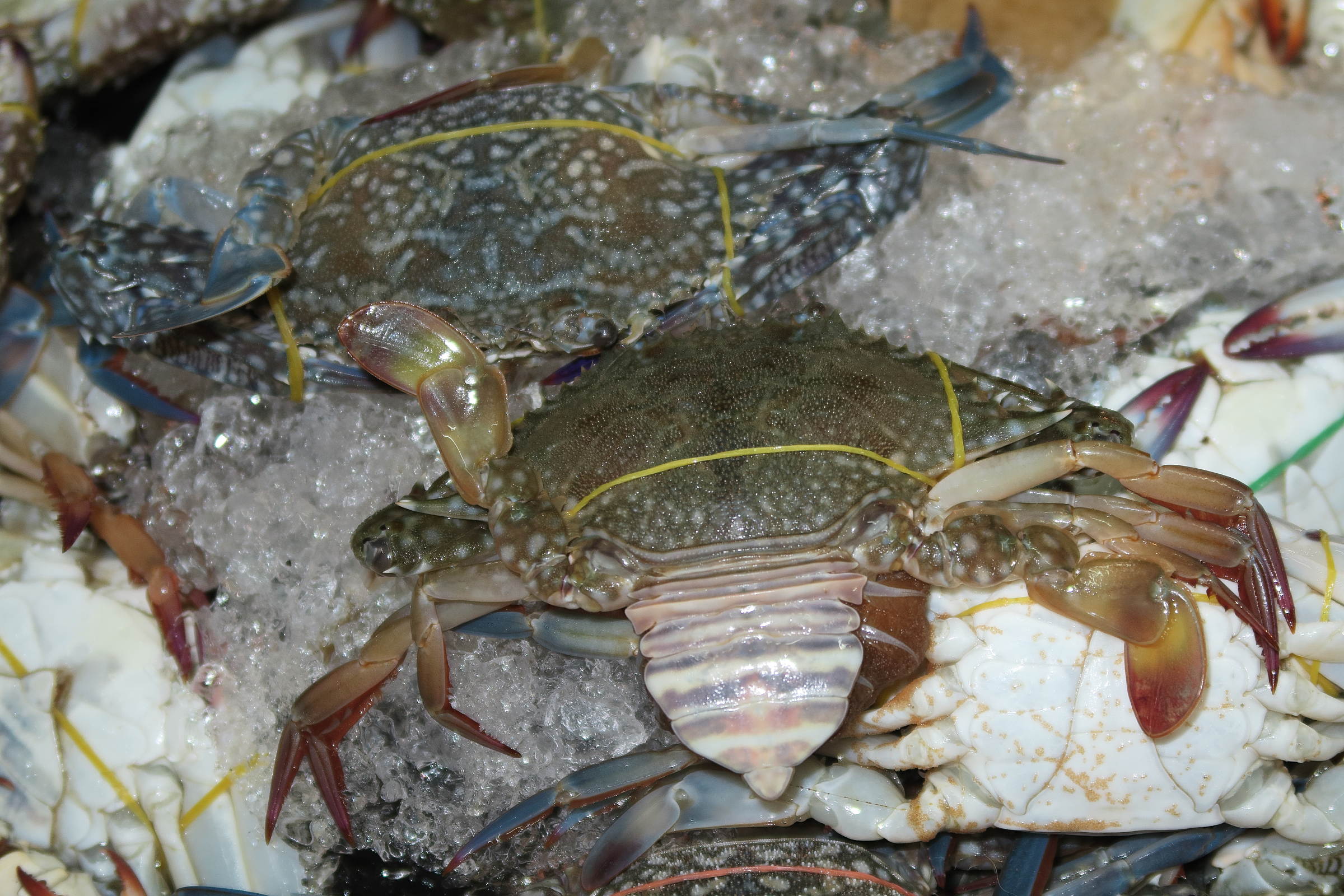 portunus_pelagicus4md