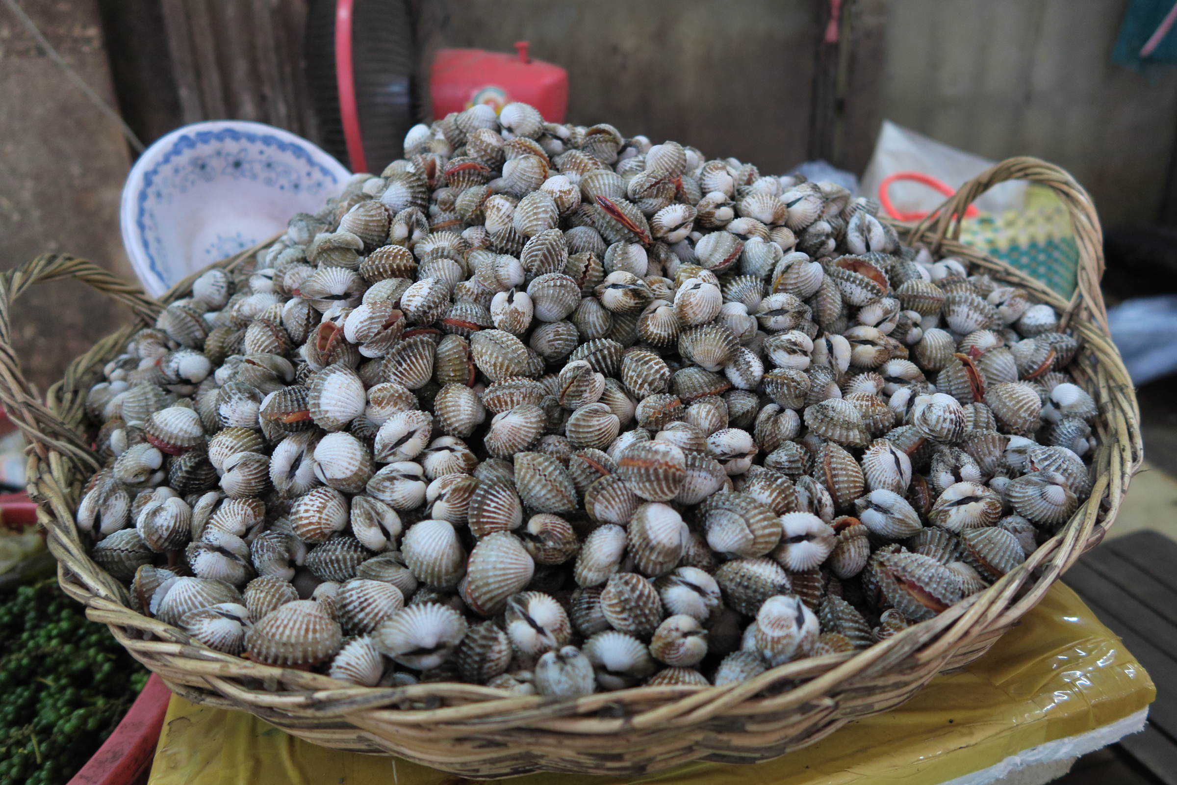 vepricardium_sinense1md