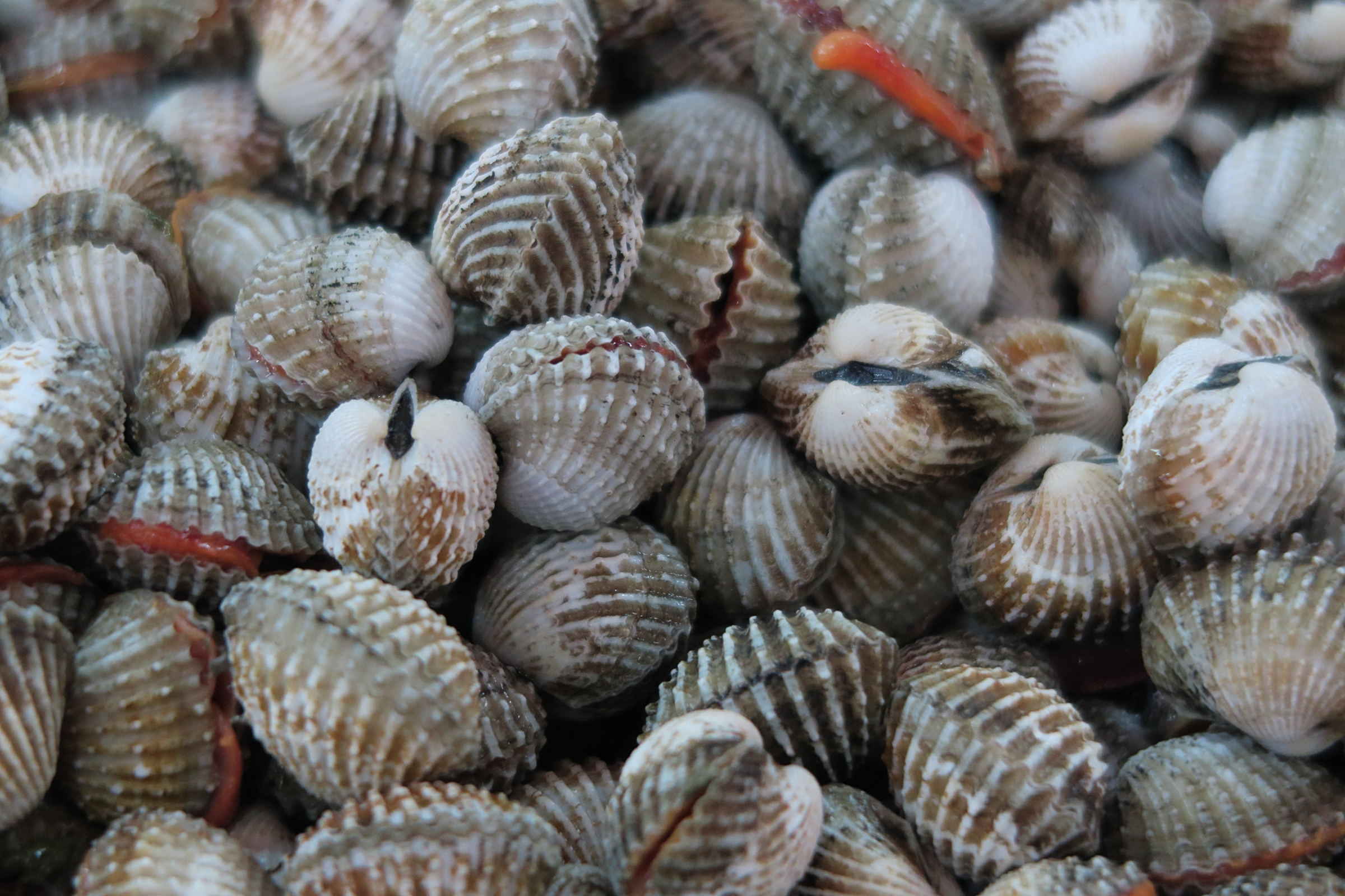 vepricardium_sinense2md