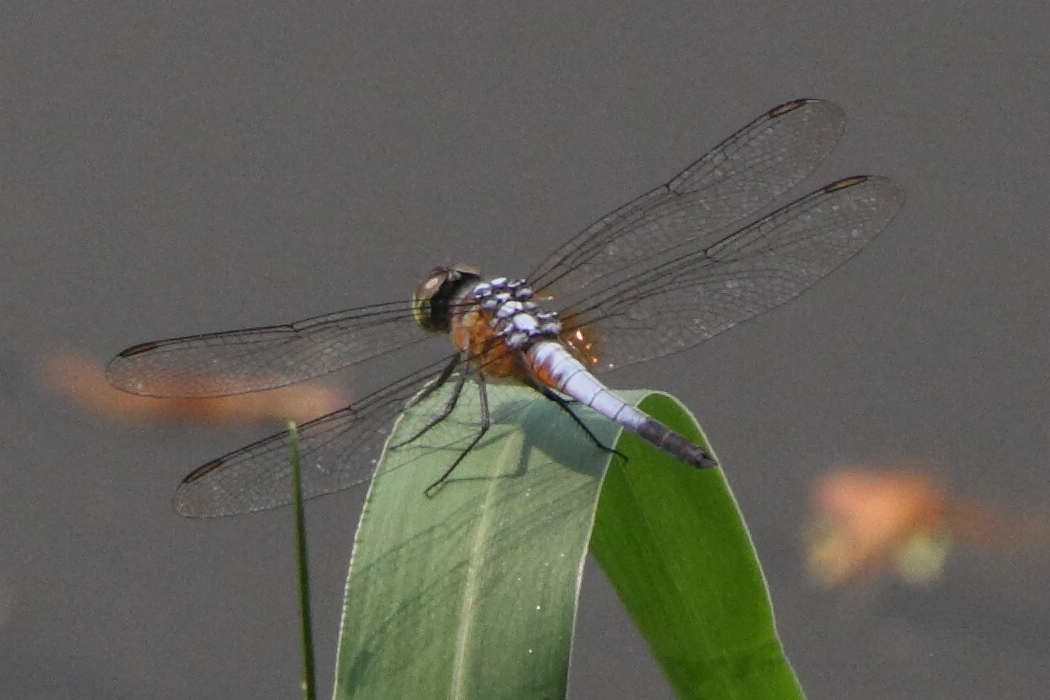 brachydiplax_chalybea1md