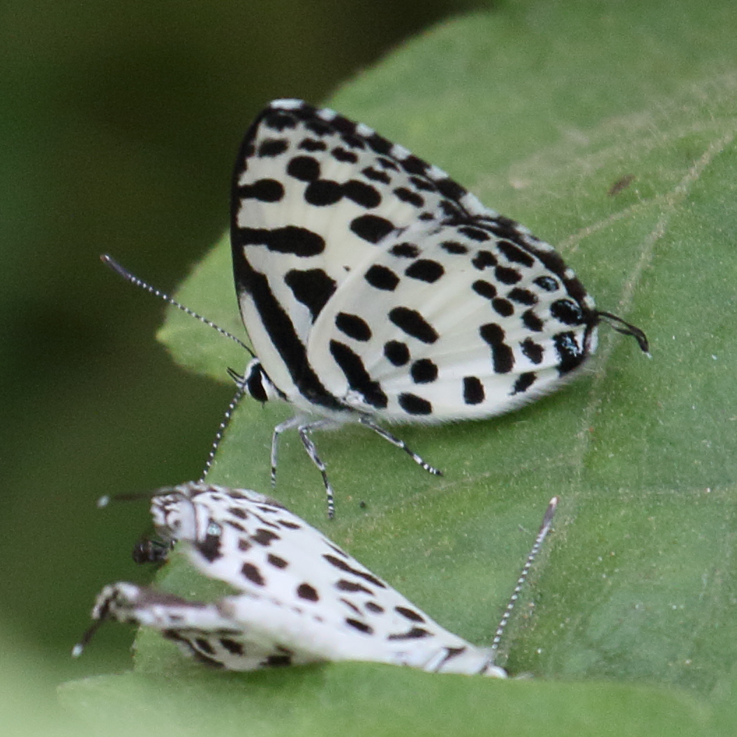 castalius_rosimon2bd