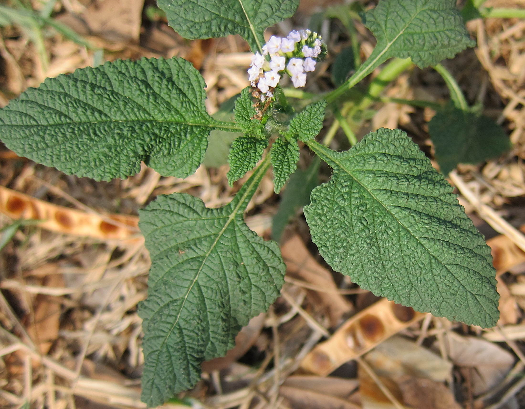 heliotropium_indicum4bd