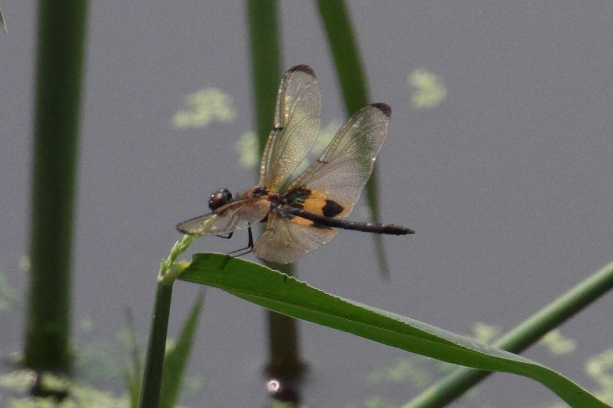 rhyothemis_phyllis1md