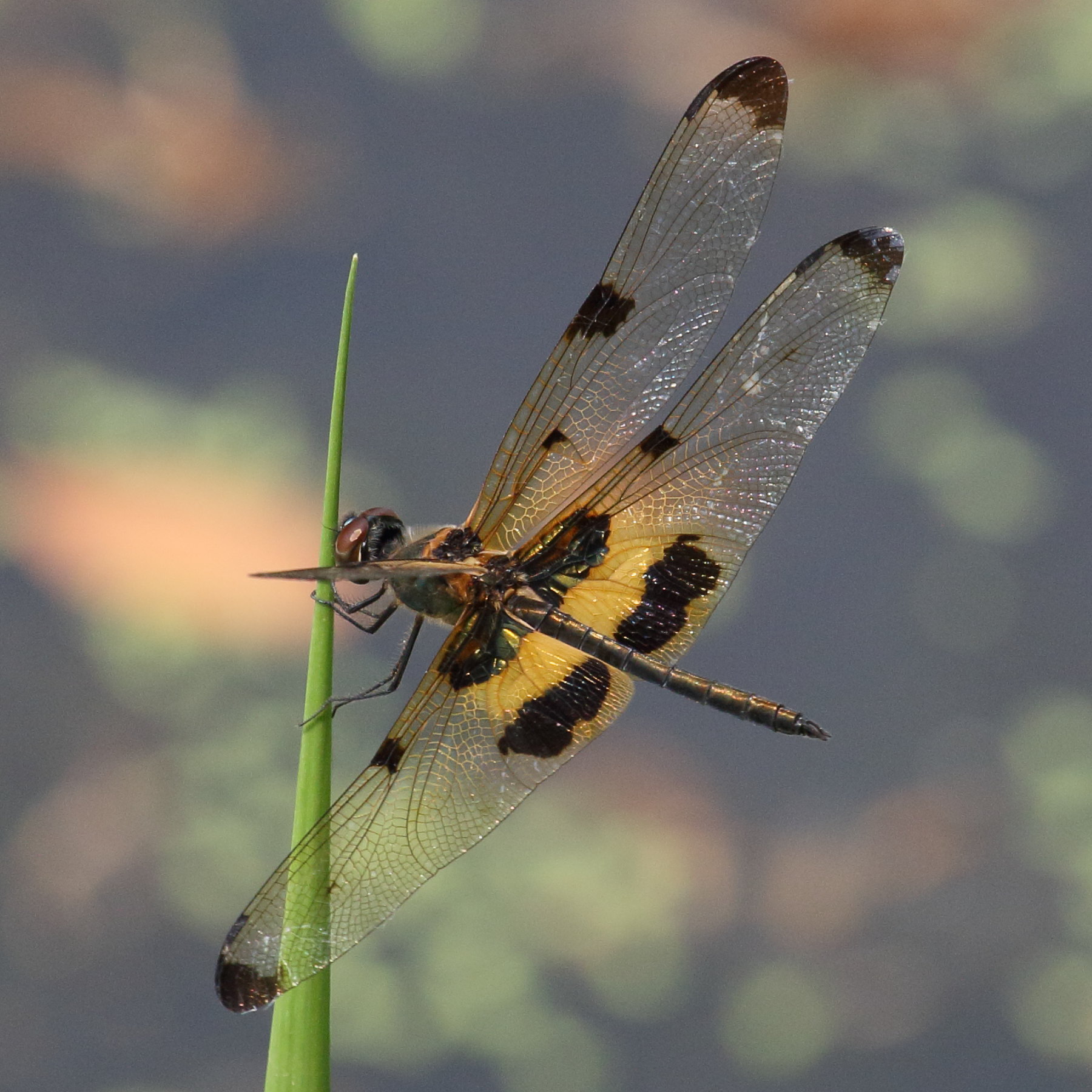 rhyothemis_phyllis2bd