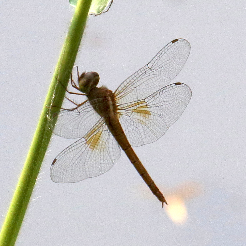 tholymus_tillarga1bd