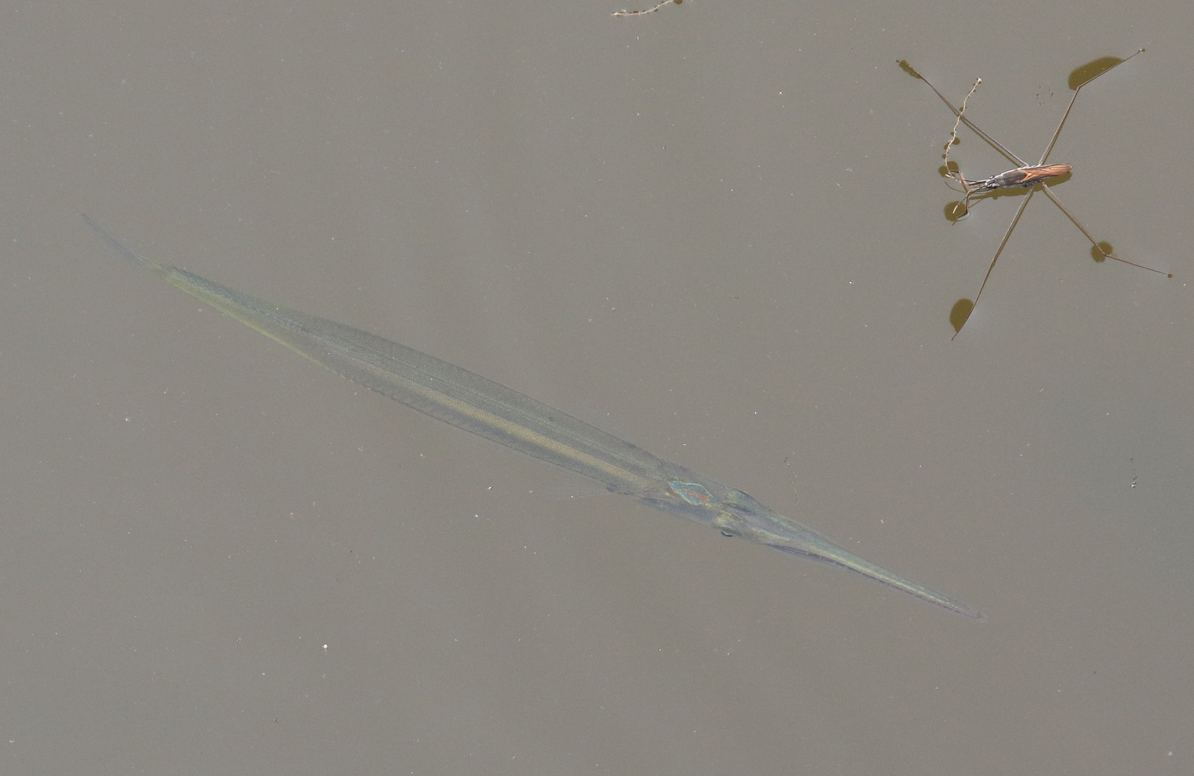 xenentodon_cancilioides1bd