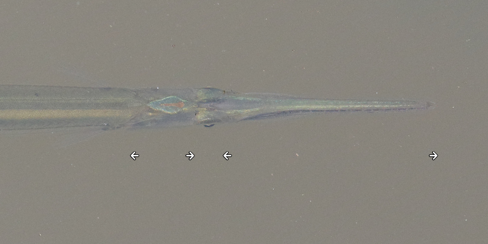 xenentodon_cancilioides2bd