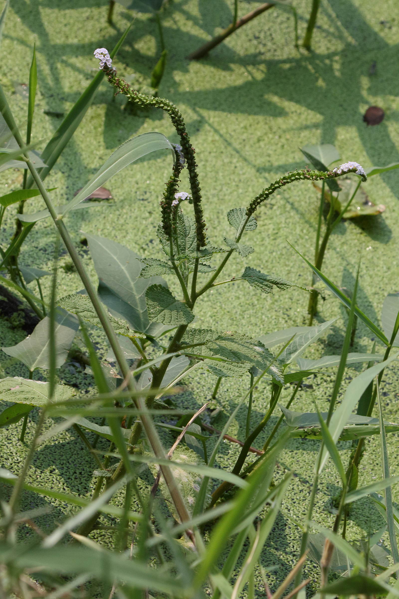 heliotropium_indicum5bd