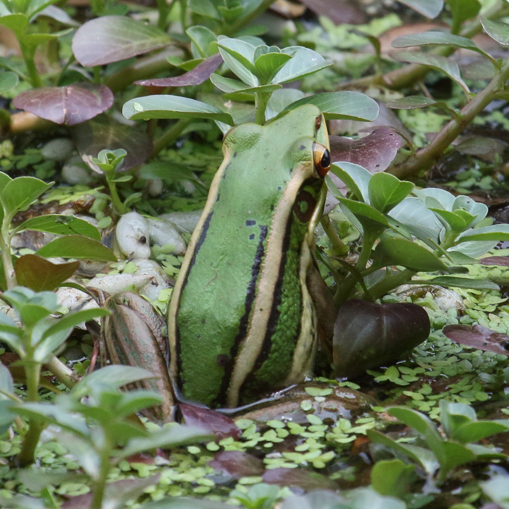 hylarana_erythraea1bd