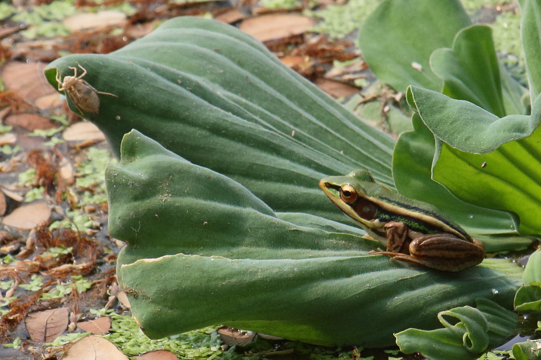 hylarana_erythraea2bd