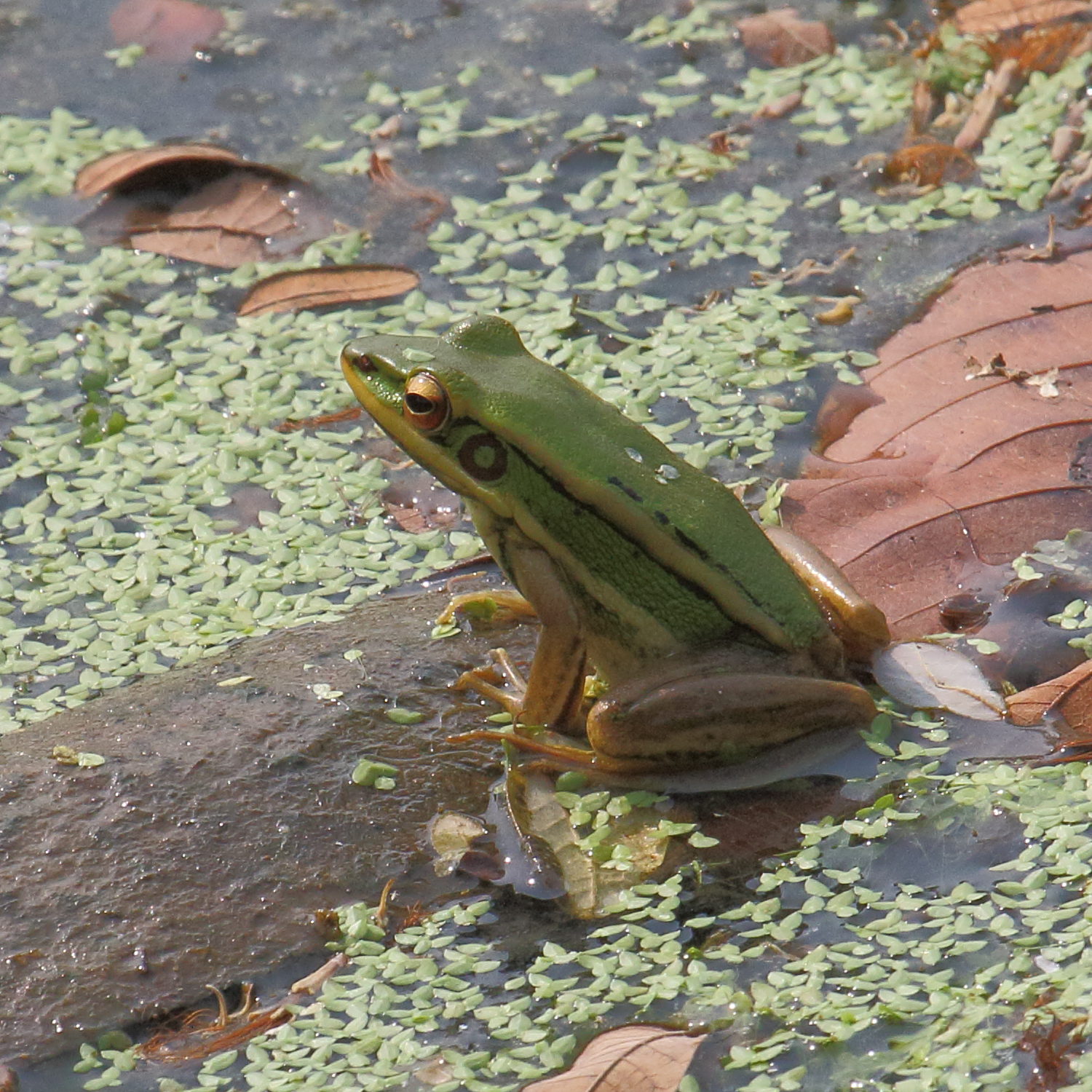 hylarana_erythraea3bd