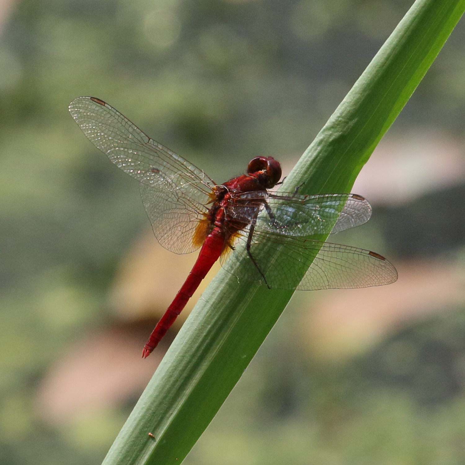rhodothemis_rufa1bd