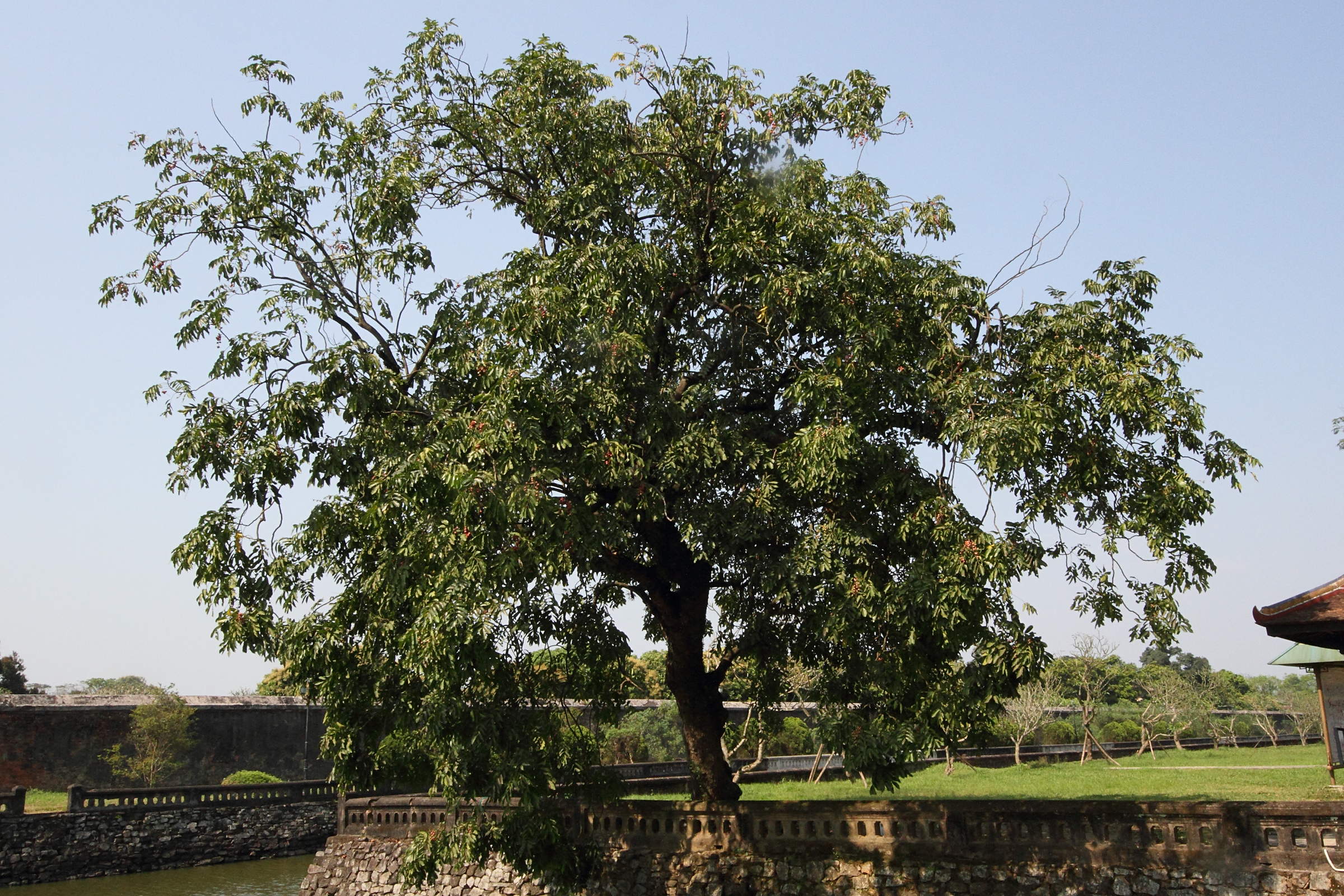 Afficher le média chisocheton_cumingianus1md chisocheton_cumingianus1md