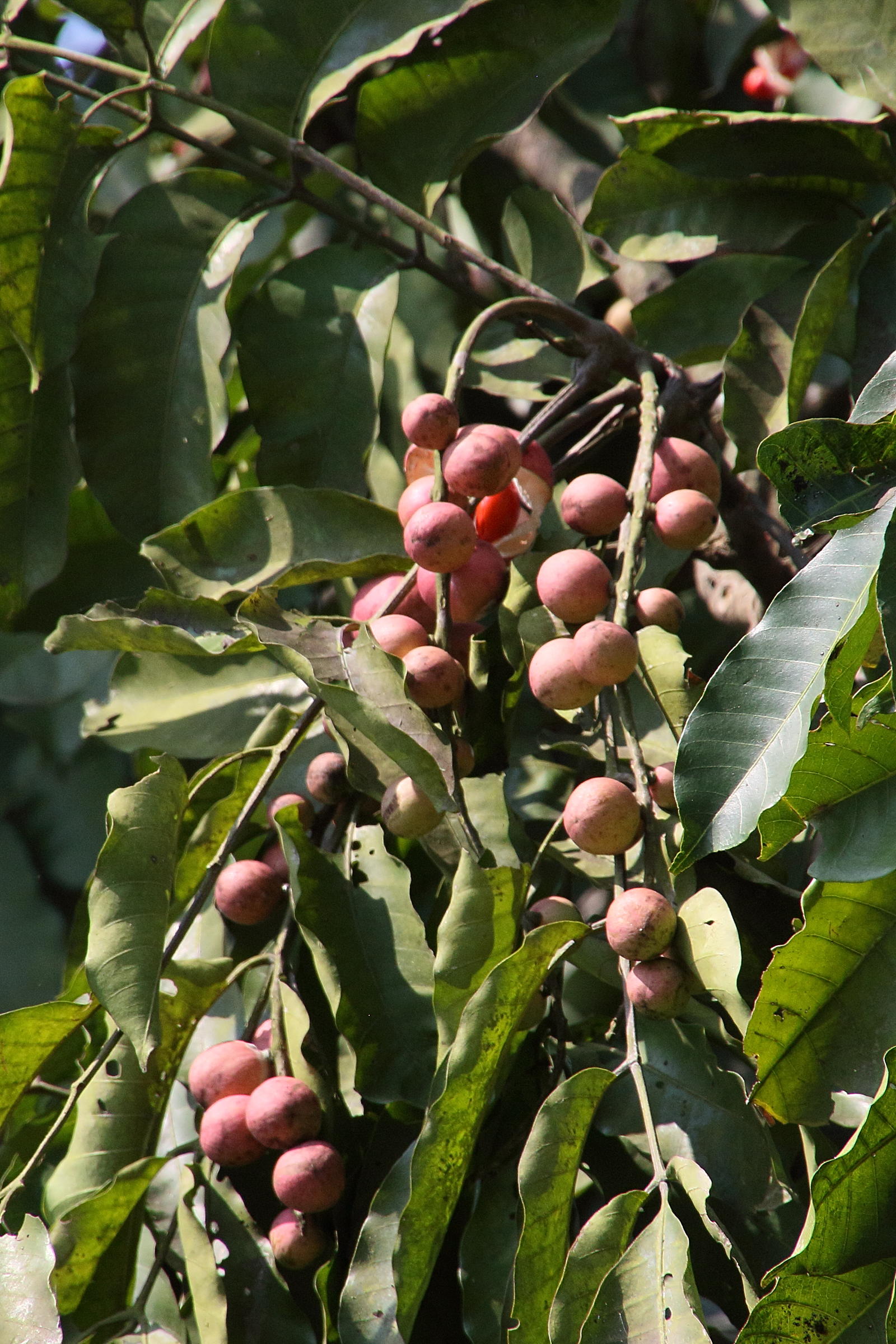 Afficher le média chisocheton_cumingianus2bd chisocheton_cumingianus2bd