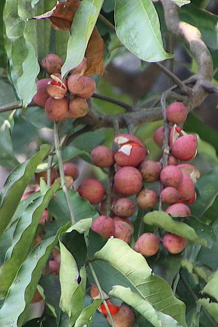 Afficher le média chisocheton_cumingianus3bd chisocheton_cumingianus3bd