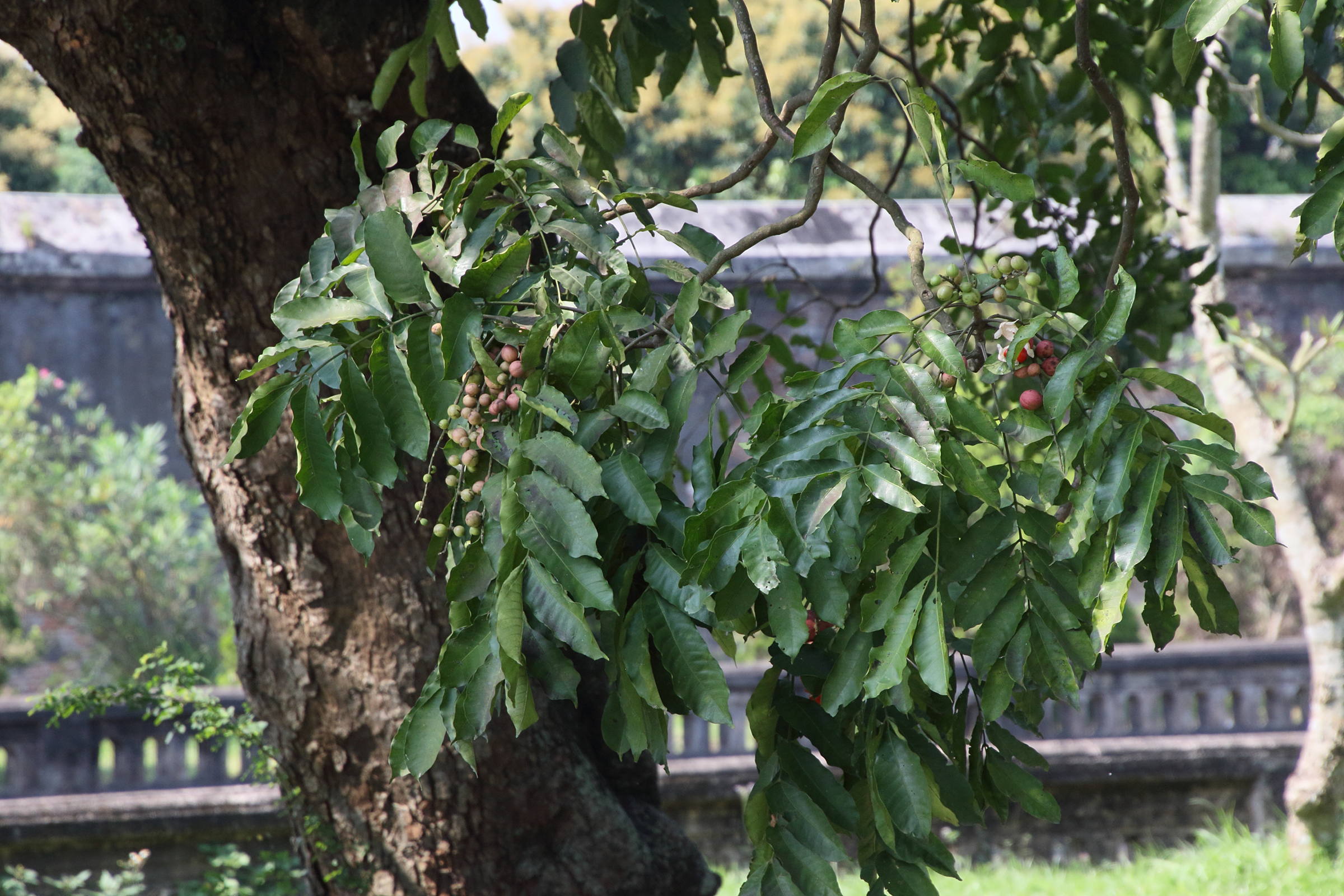 Afficher le média chisocheton_cumingianus4bd chisocheton_cumingianus4bd