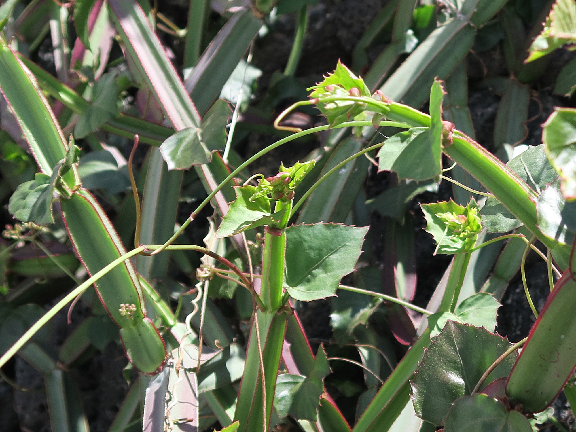 Afficher le média cissus_quadrangularis6md cissus_quadrangularis6md