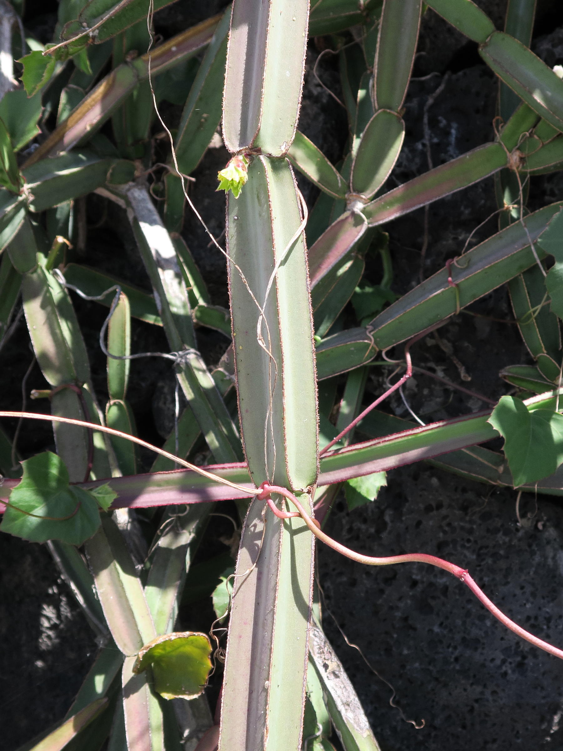 Afficher le média cissus_quadrangularis7md cissus_quadrangularis7md