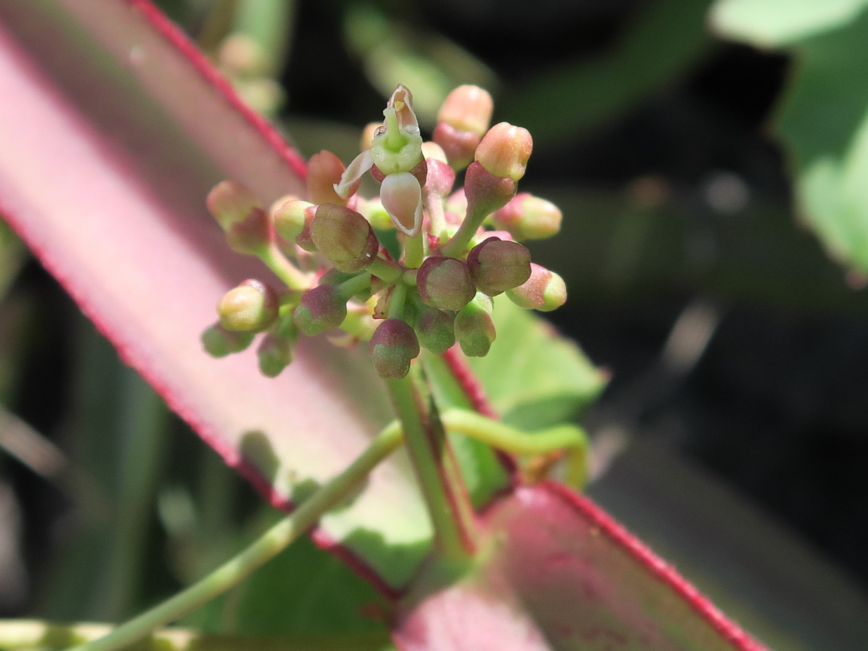 Afficher le média cissus_quadrangularis8md cissus_quadrangularis8md