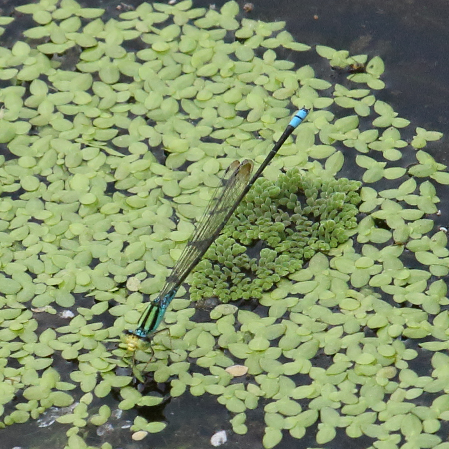 pseudagrion_williamsoni1bd