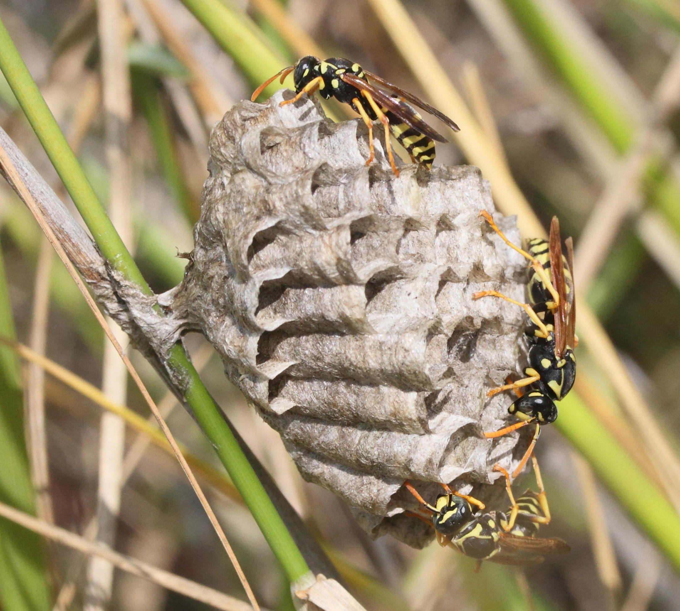 polistes_dominula10md
