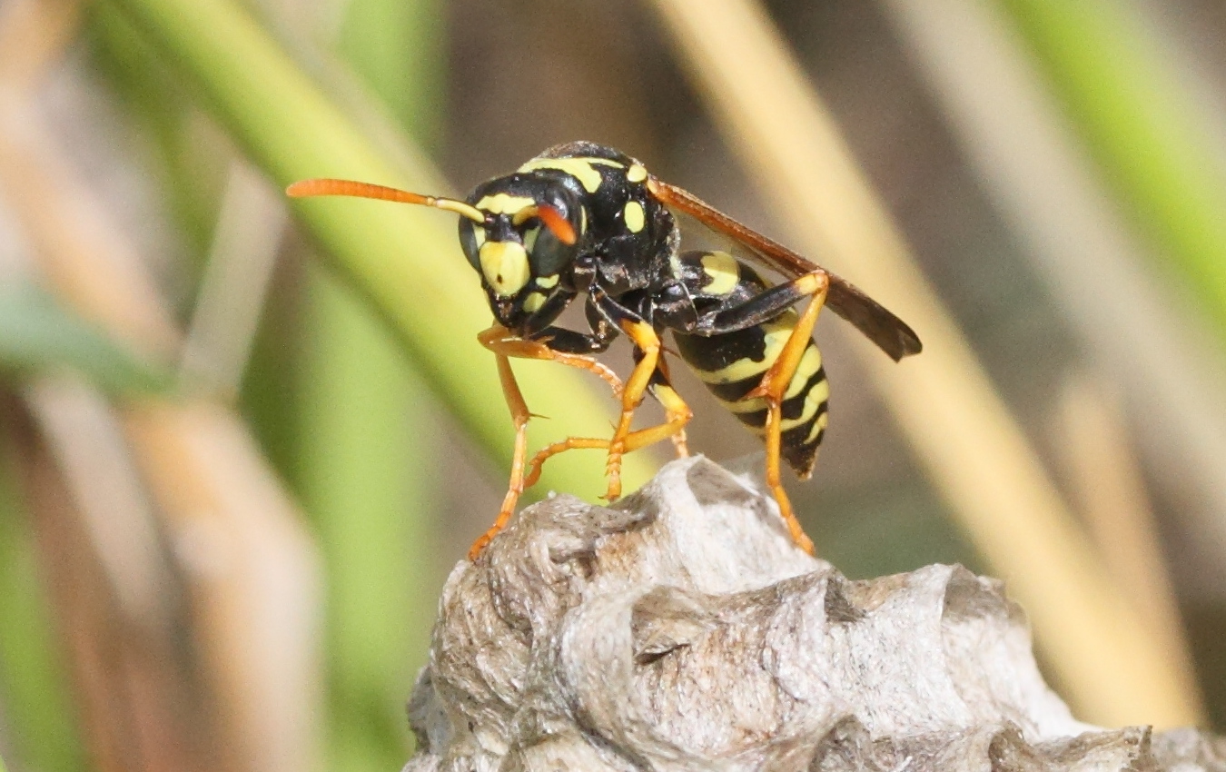 polistes_dominula11md