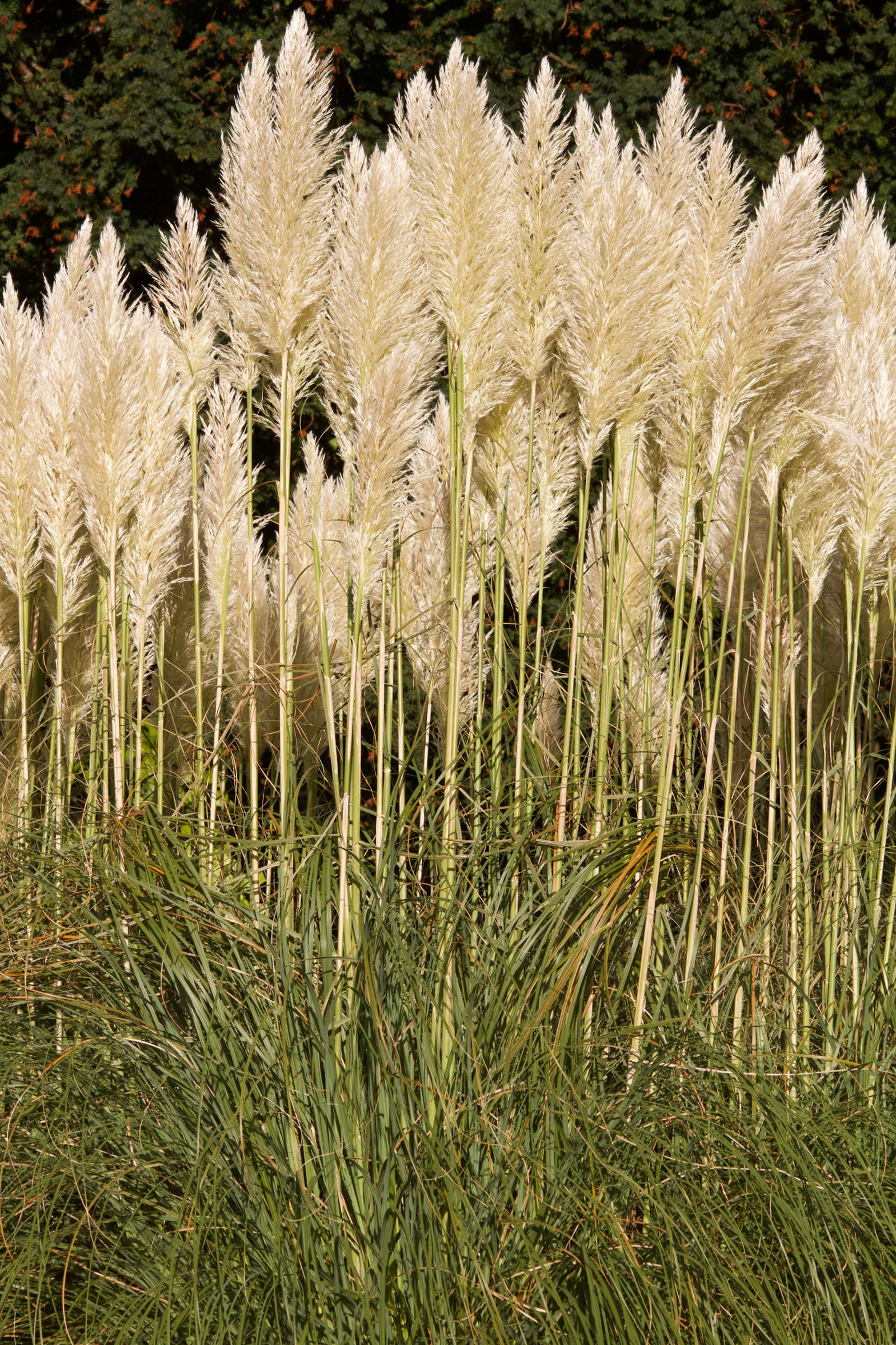 cortaderia_selloana7md