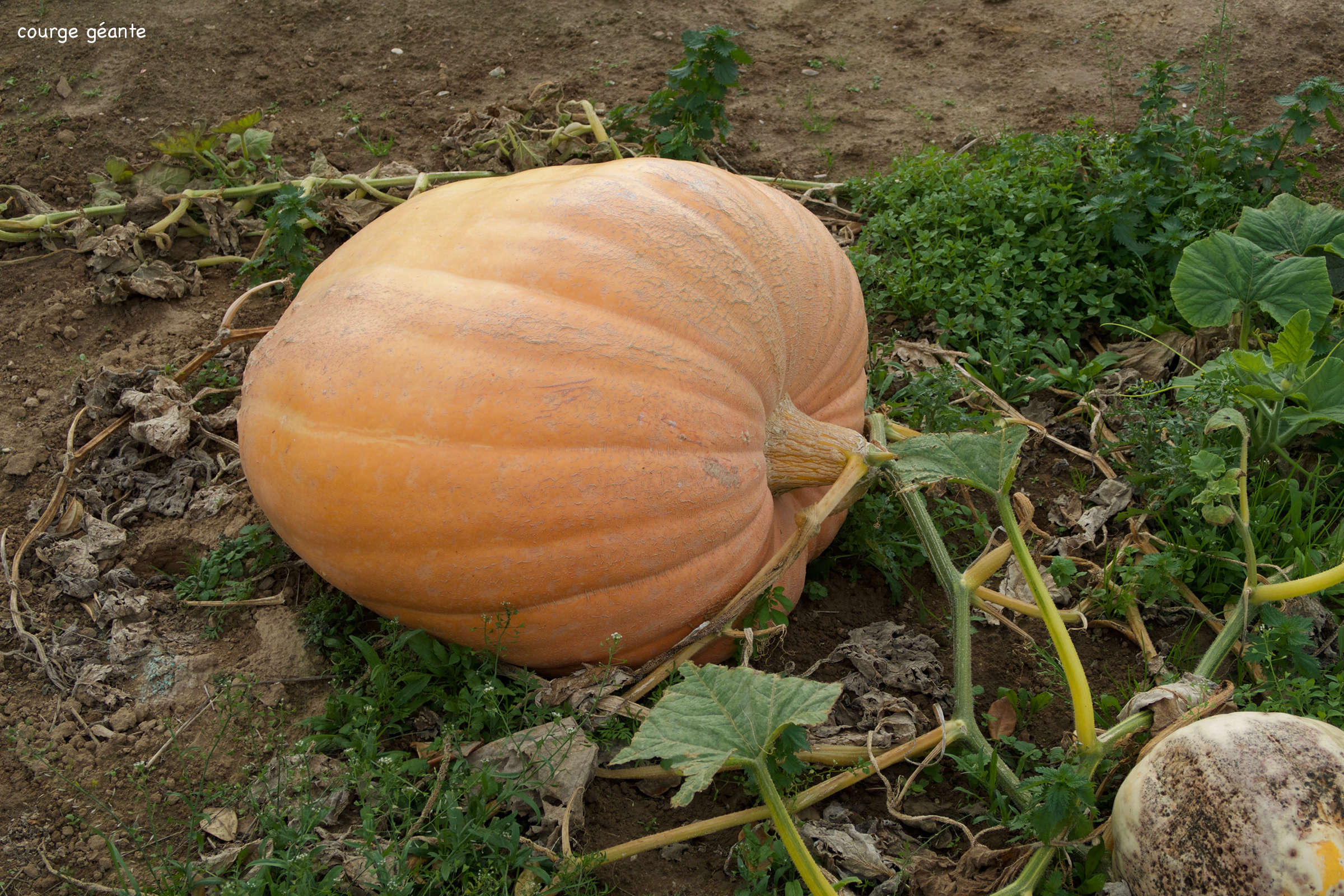 cucurbita_maxima11md