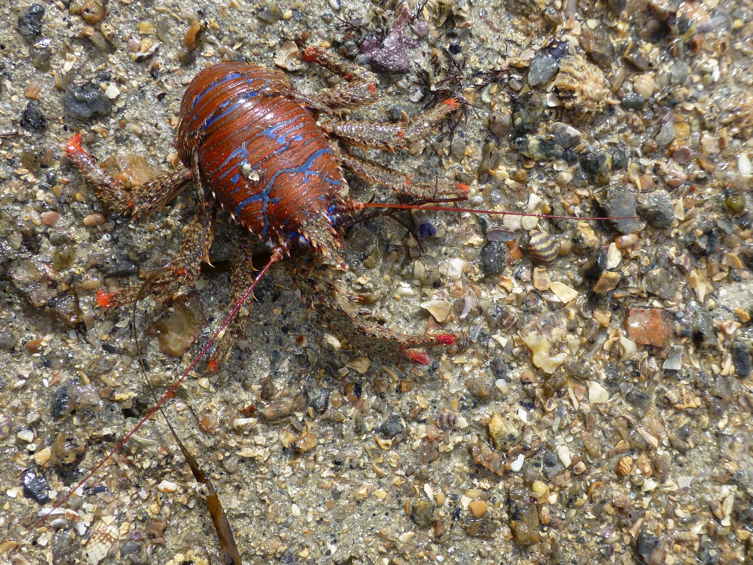 galathea_strigosa2gv