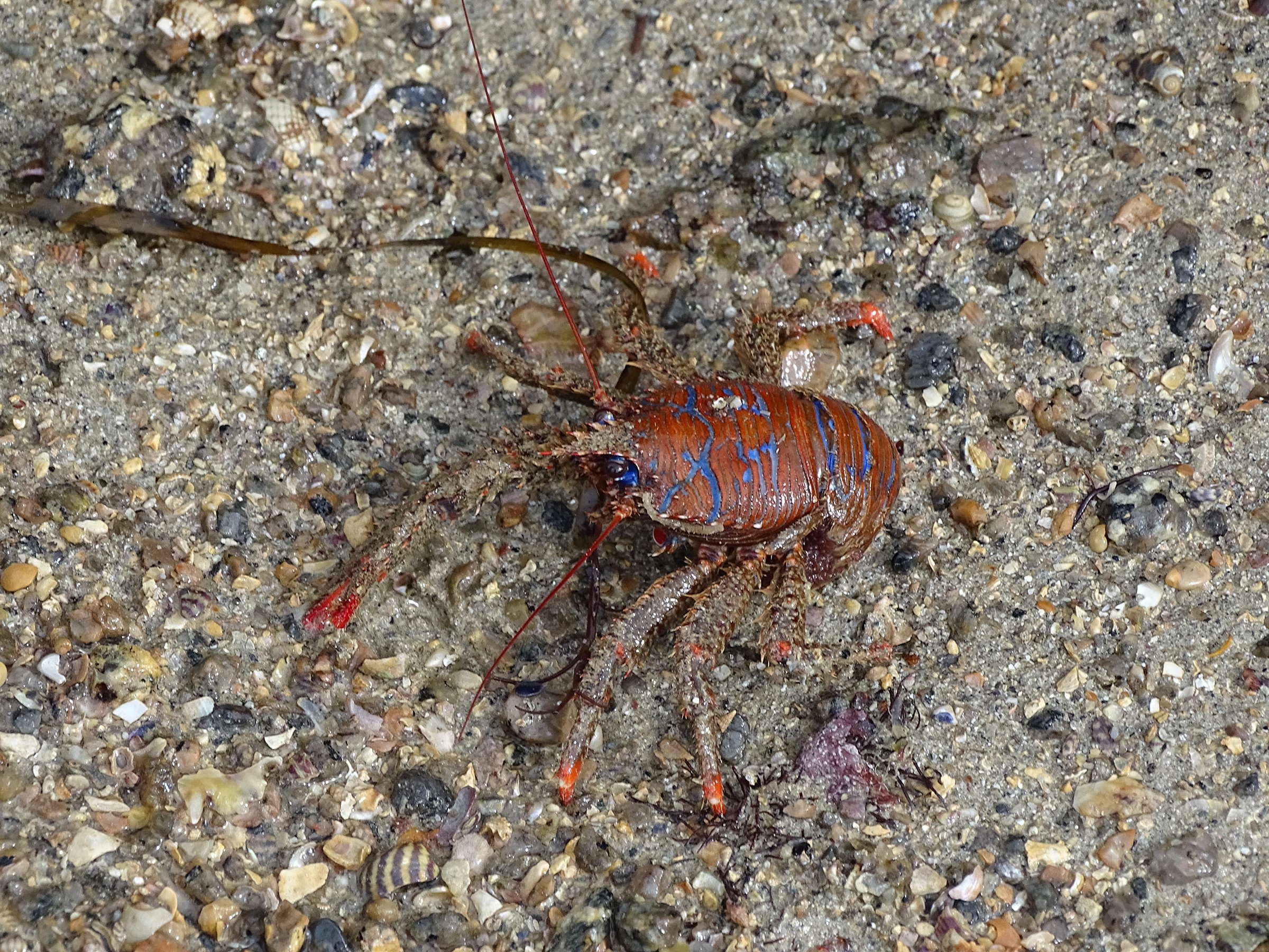 galathea_strigosa3mv