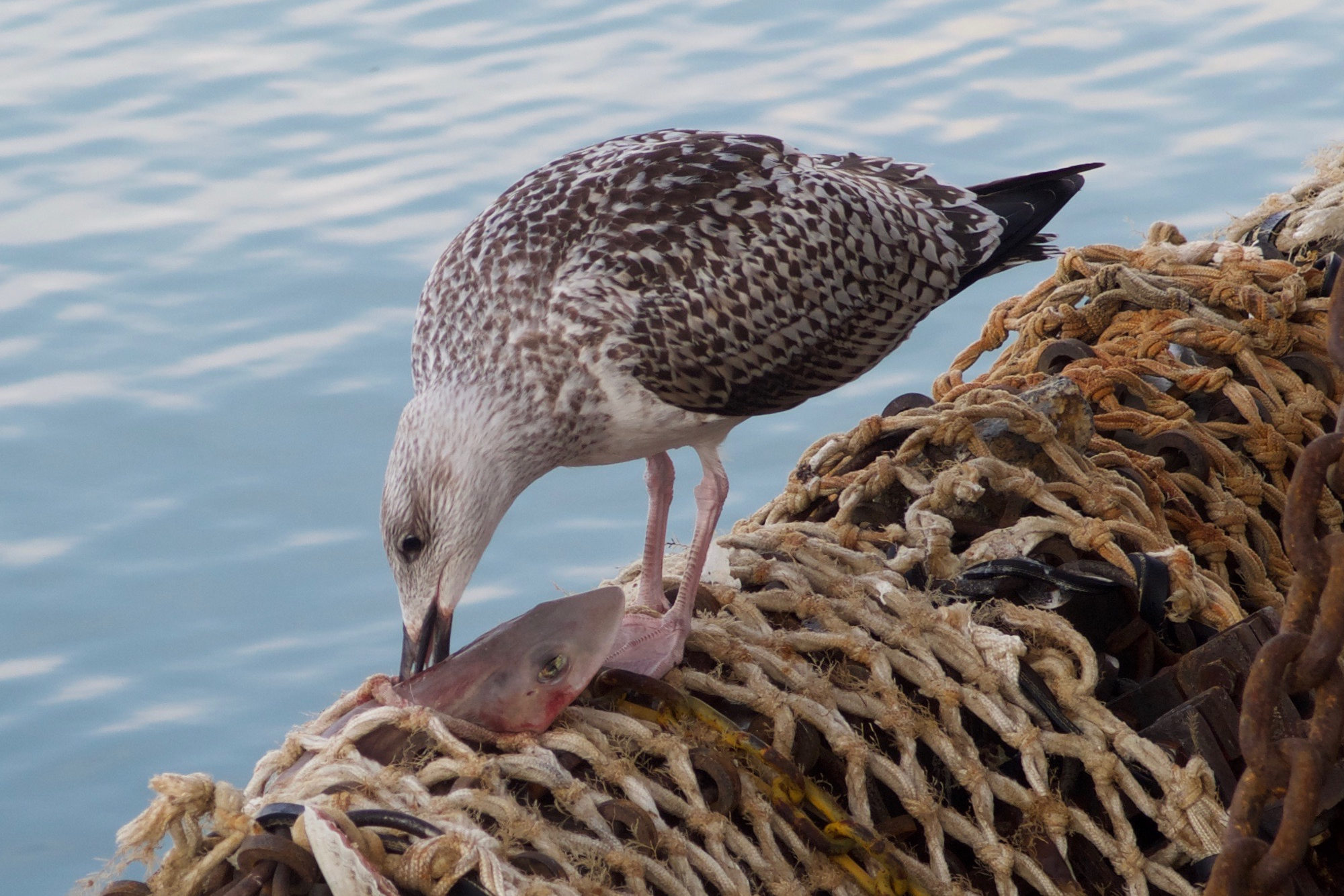 goeland_marin_-_larus_marinus10md