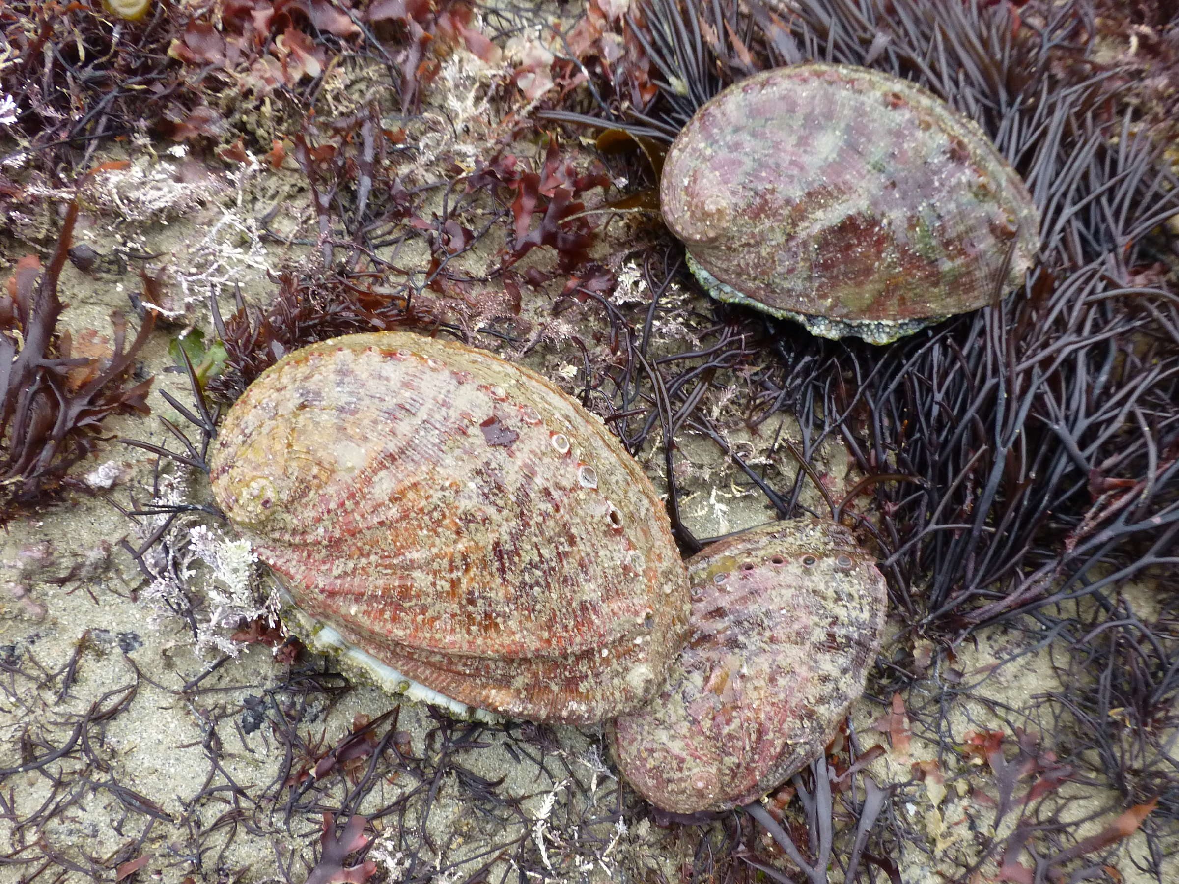 haliotis_tuberculata5mv