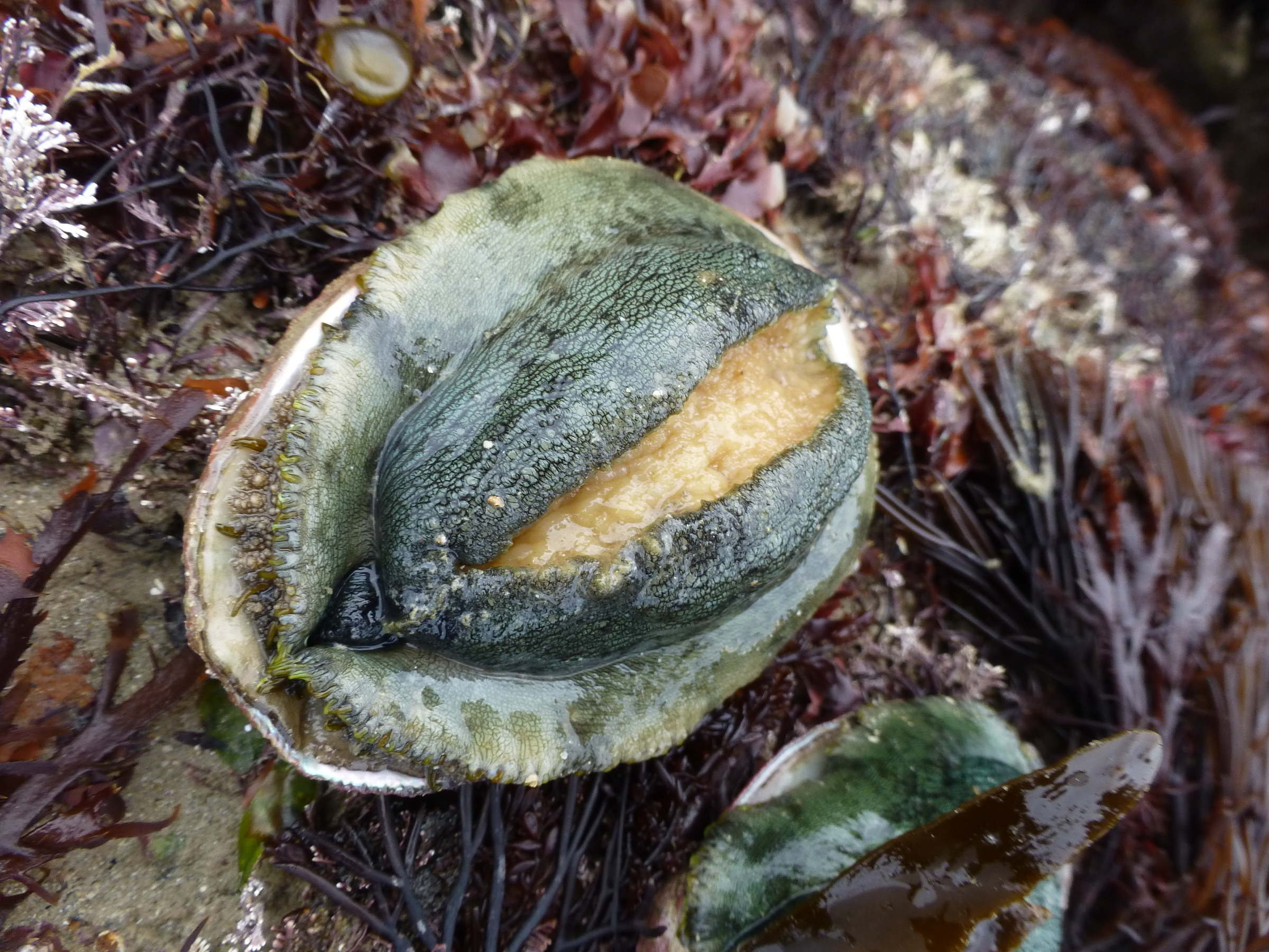 haliotis_tuberculata6mv