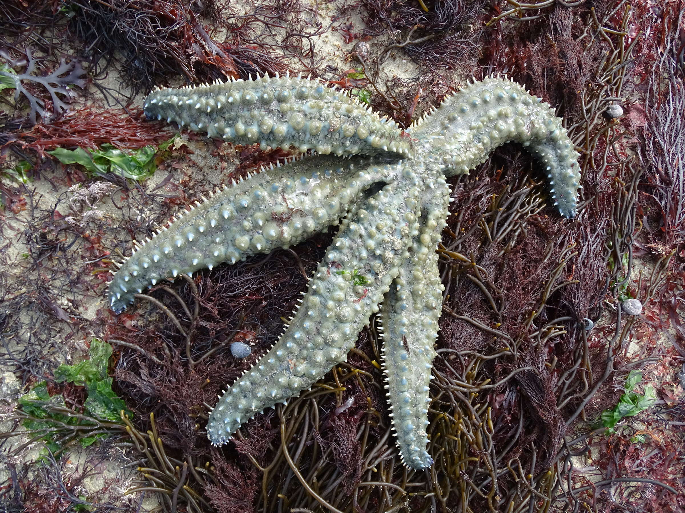 marthasterias_glacialis2mv