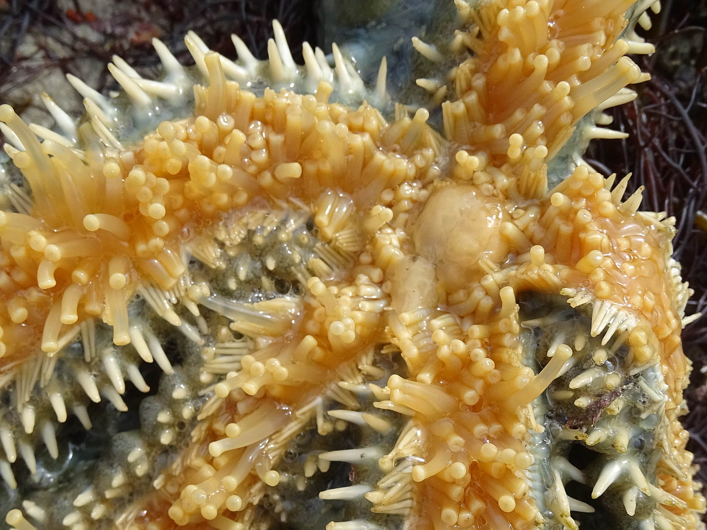 marthasterias_glacialis3mv