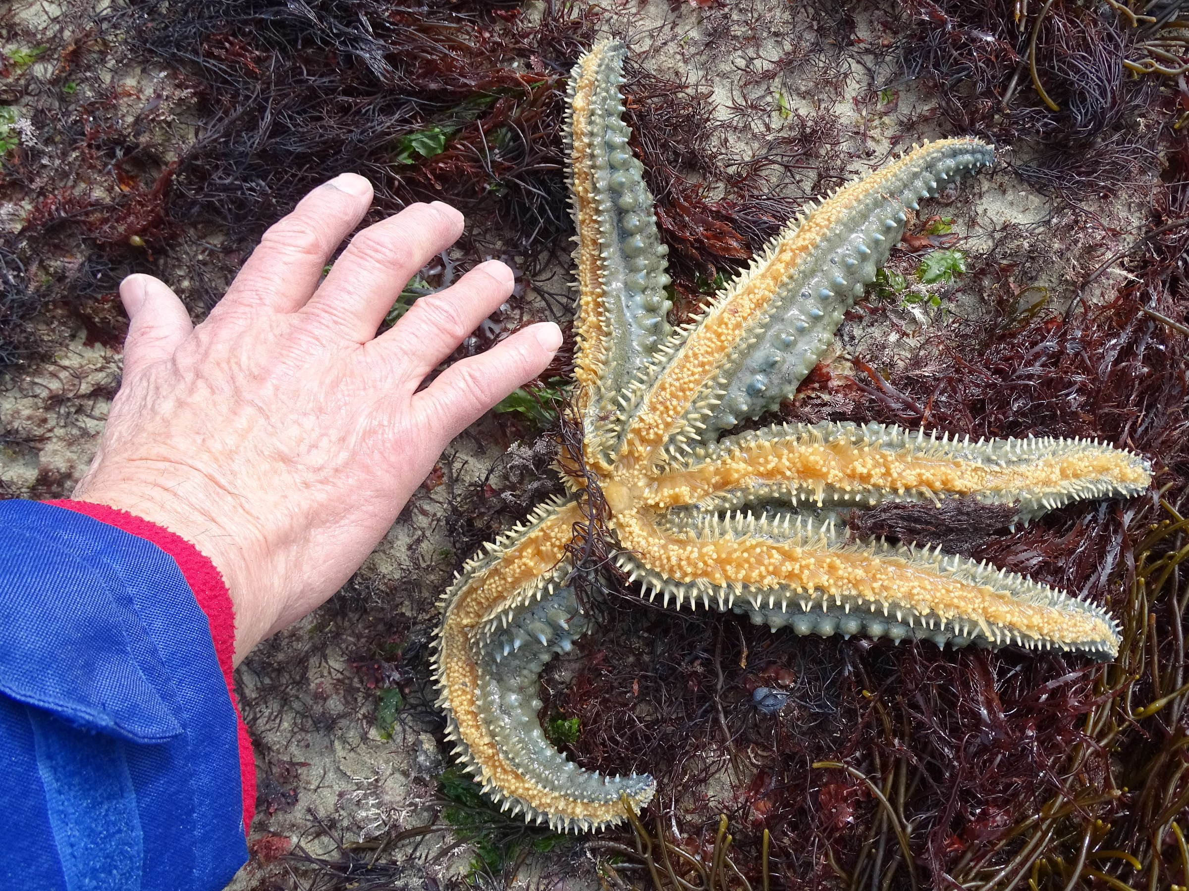 marthasterias_glacialis4mv