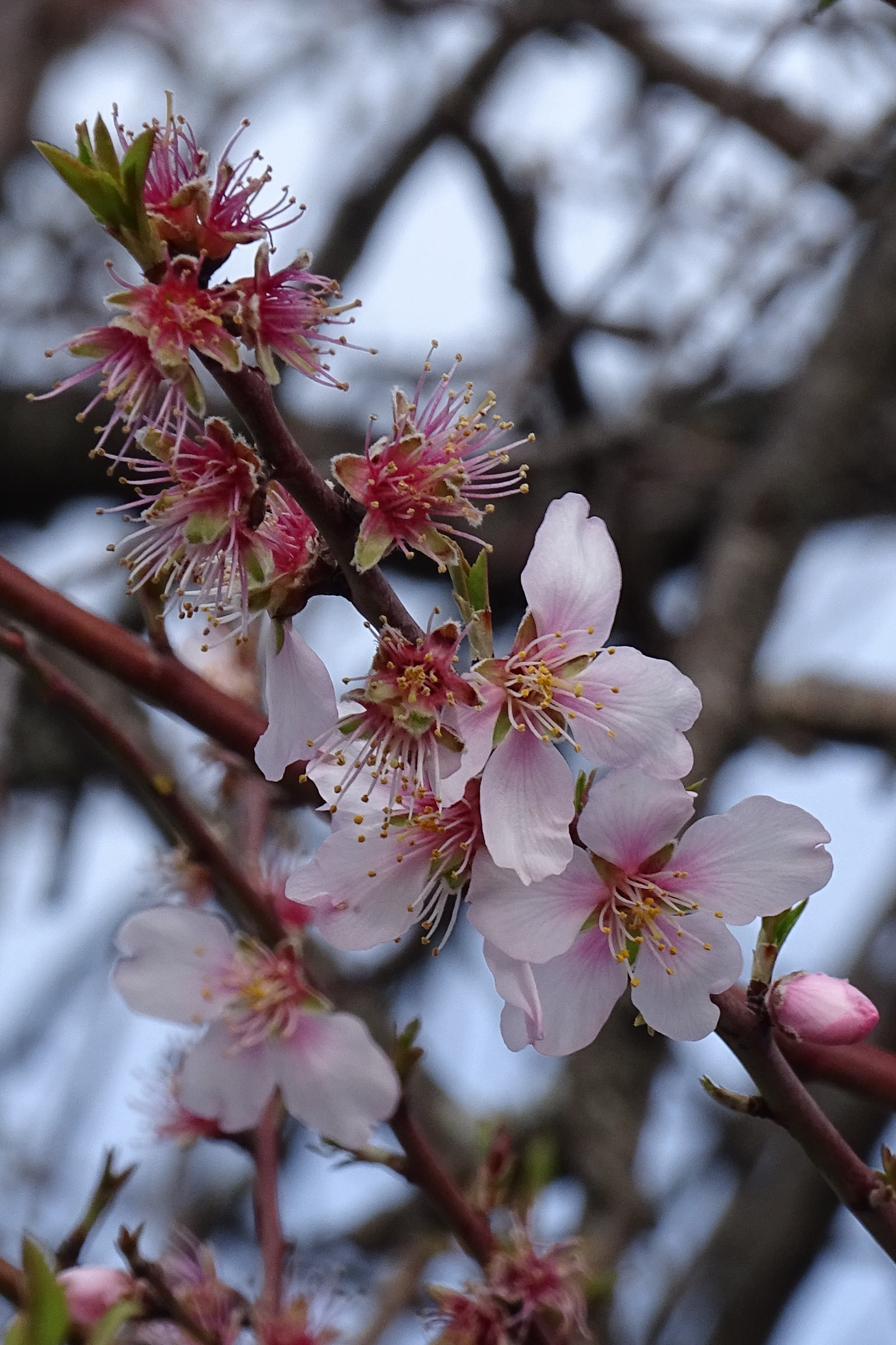 prunus_dulcis5mv