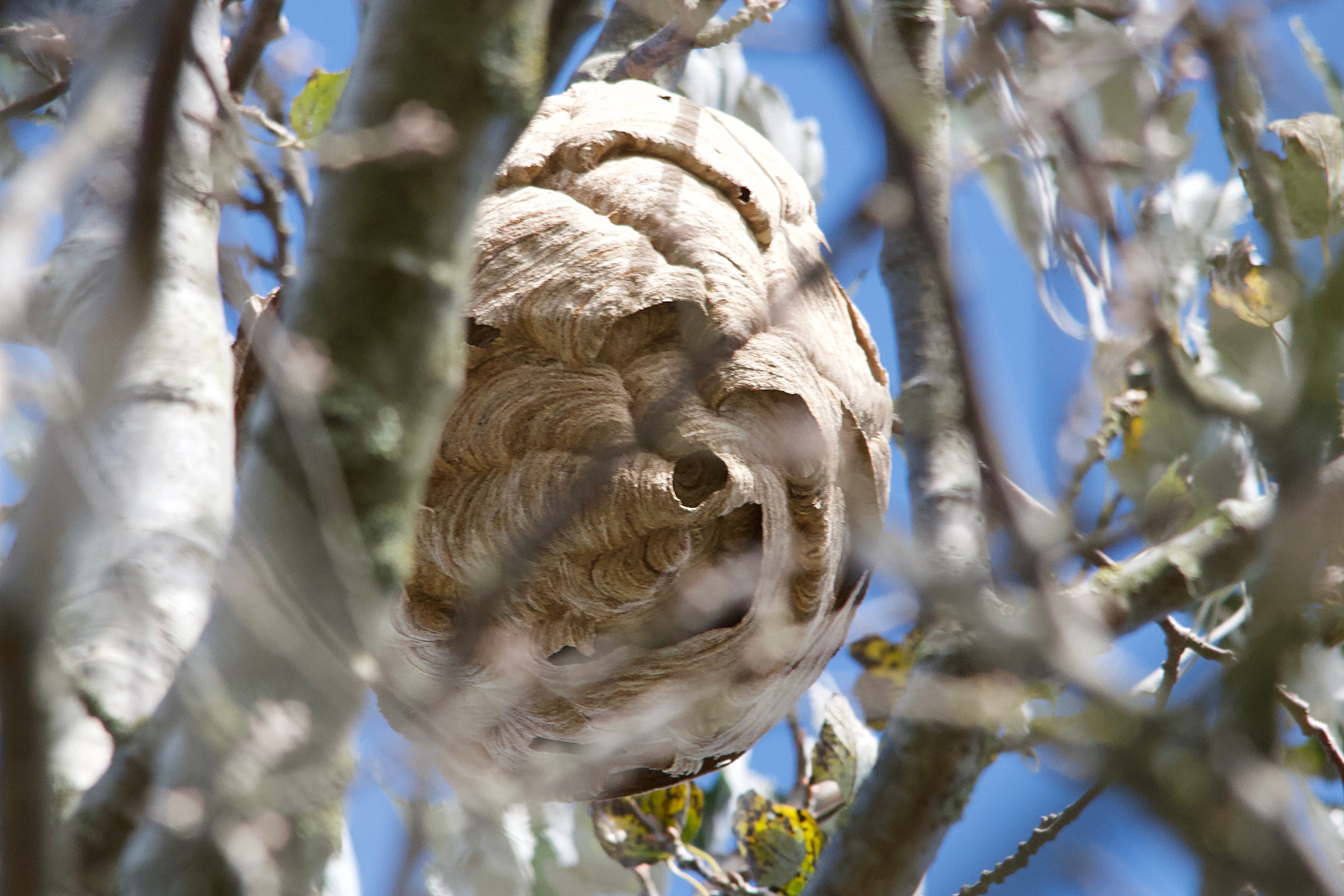 vespa_velutina-nid3md