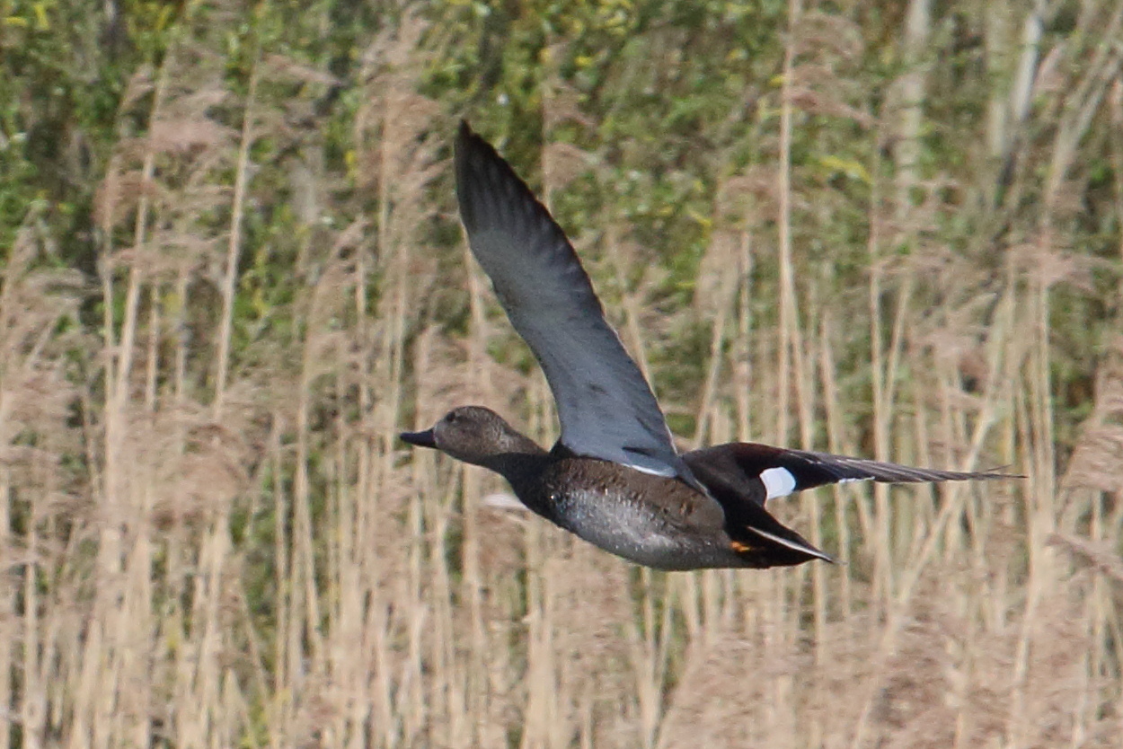 canard_chipeau_-_mareca_strepera9bd