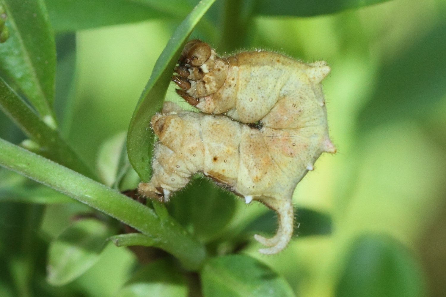 apeira_syringaria_ch1md