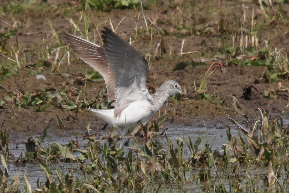 chevalier_aboyeur_-_tringa_nebularia8md