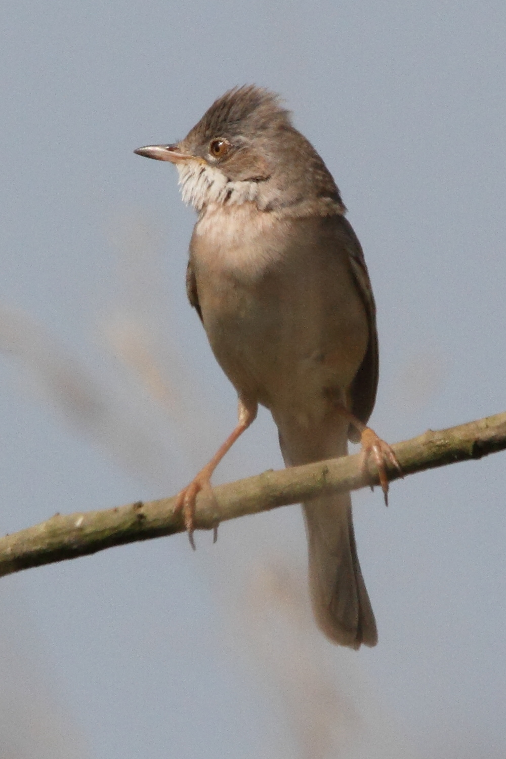 fauvette_grisette_-_sylvia_communis7md