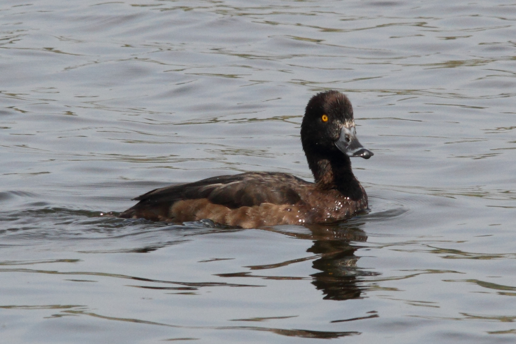 fuligule_morillon_-_aythya_fuligula6md