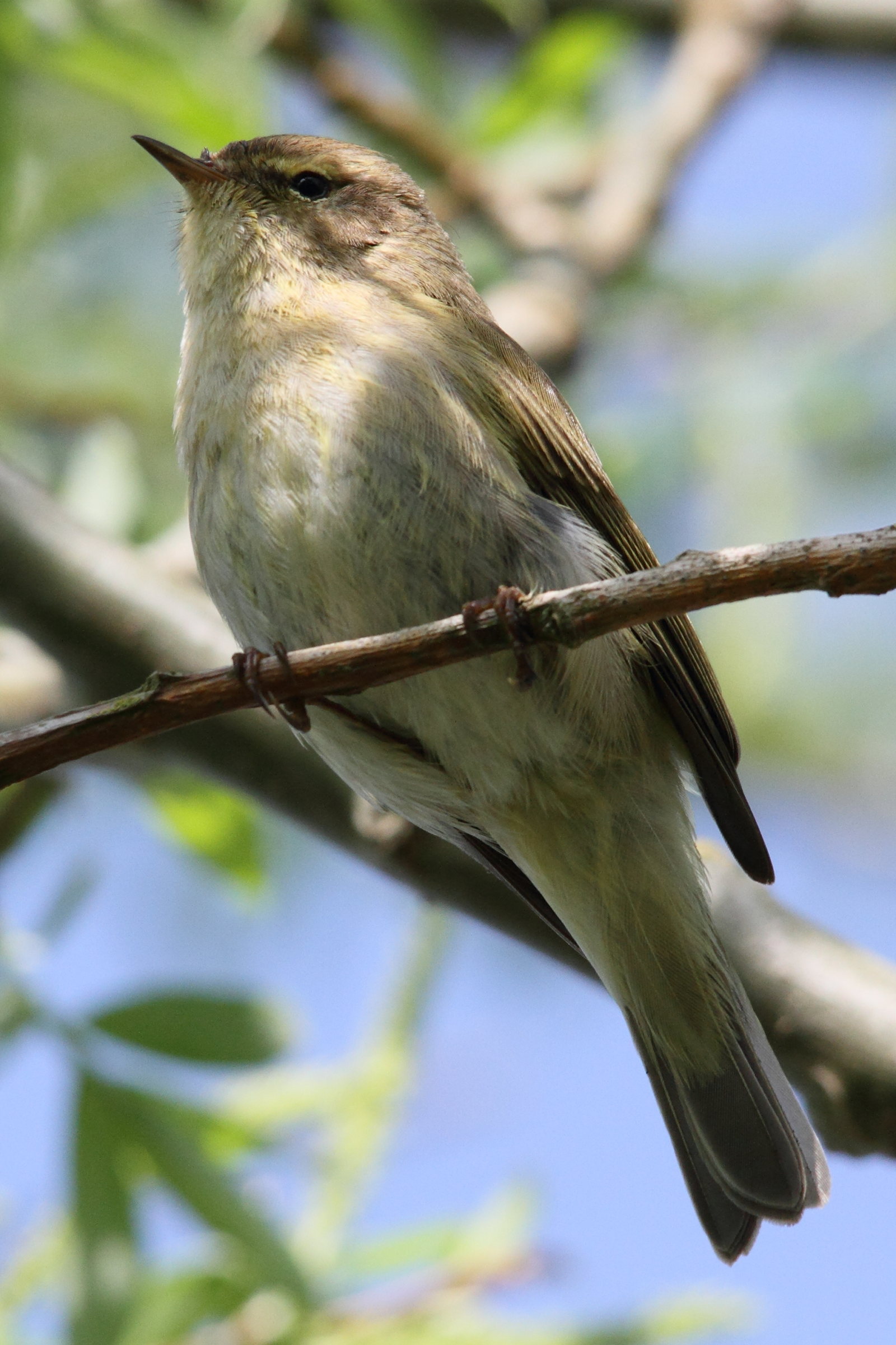 Afficher le média pouillot_veloce_-_phylloscopus_collybita5md pouillot_veloce_-_phylloscopus_collybita5md